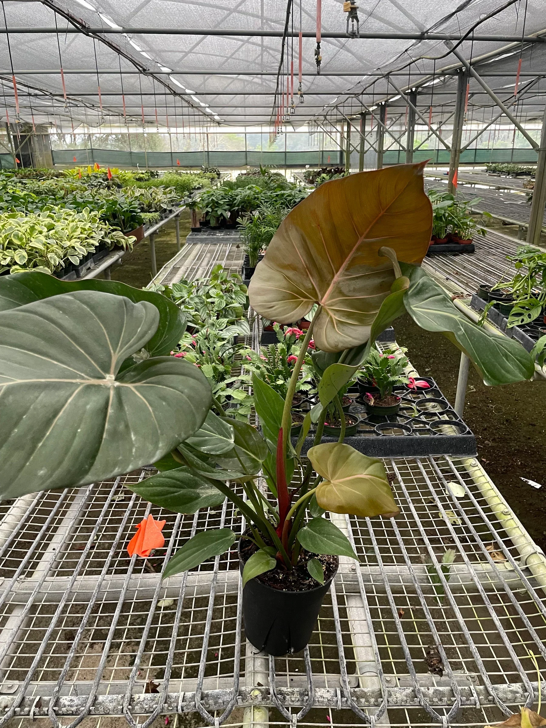 Philodendron Summer Glory - Image 5