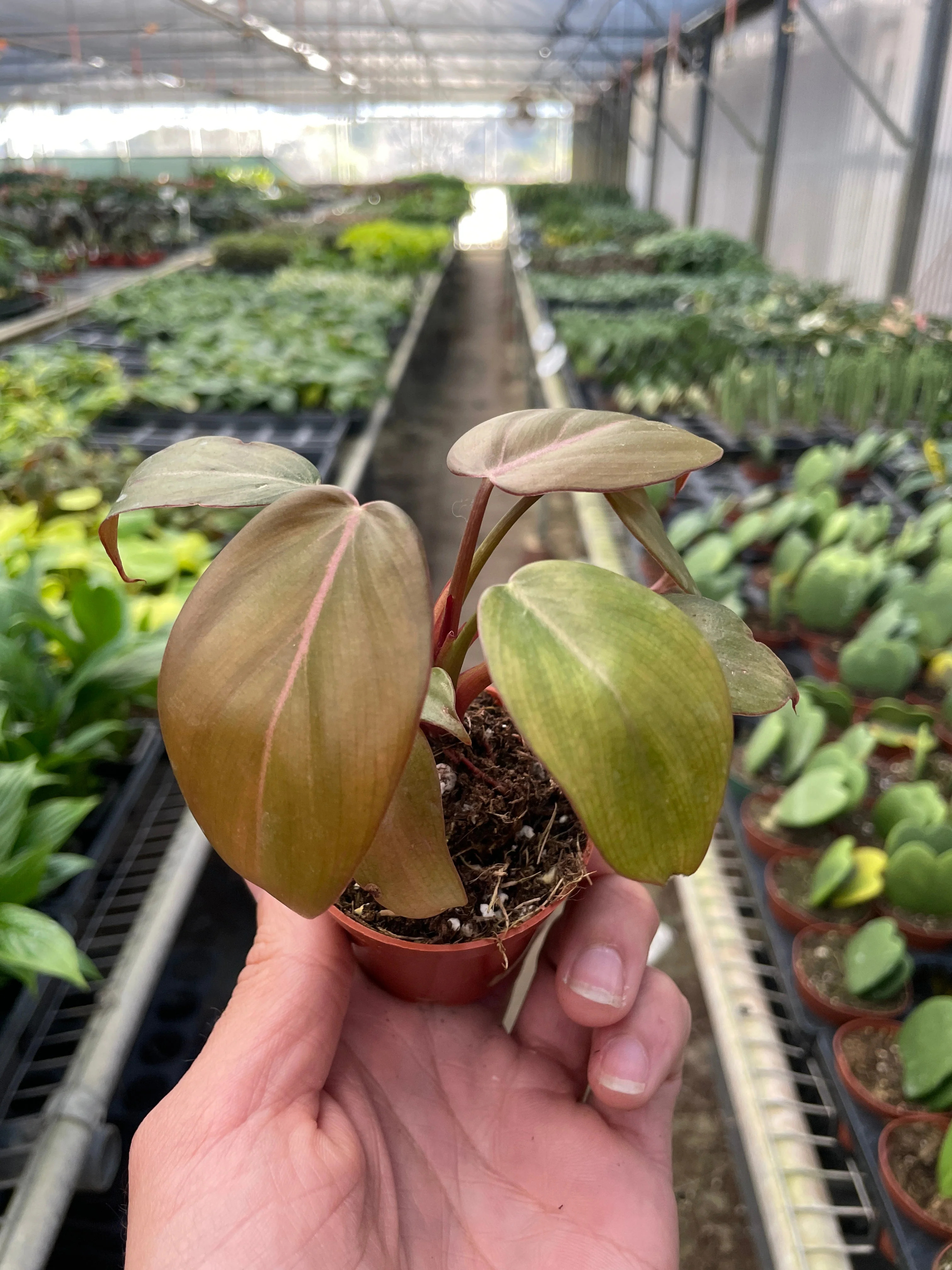 Philodendron Summer Glory - Image 6