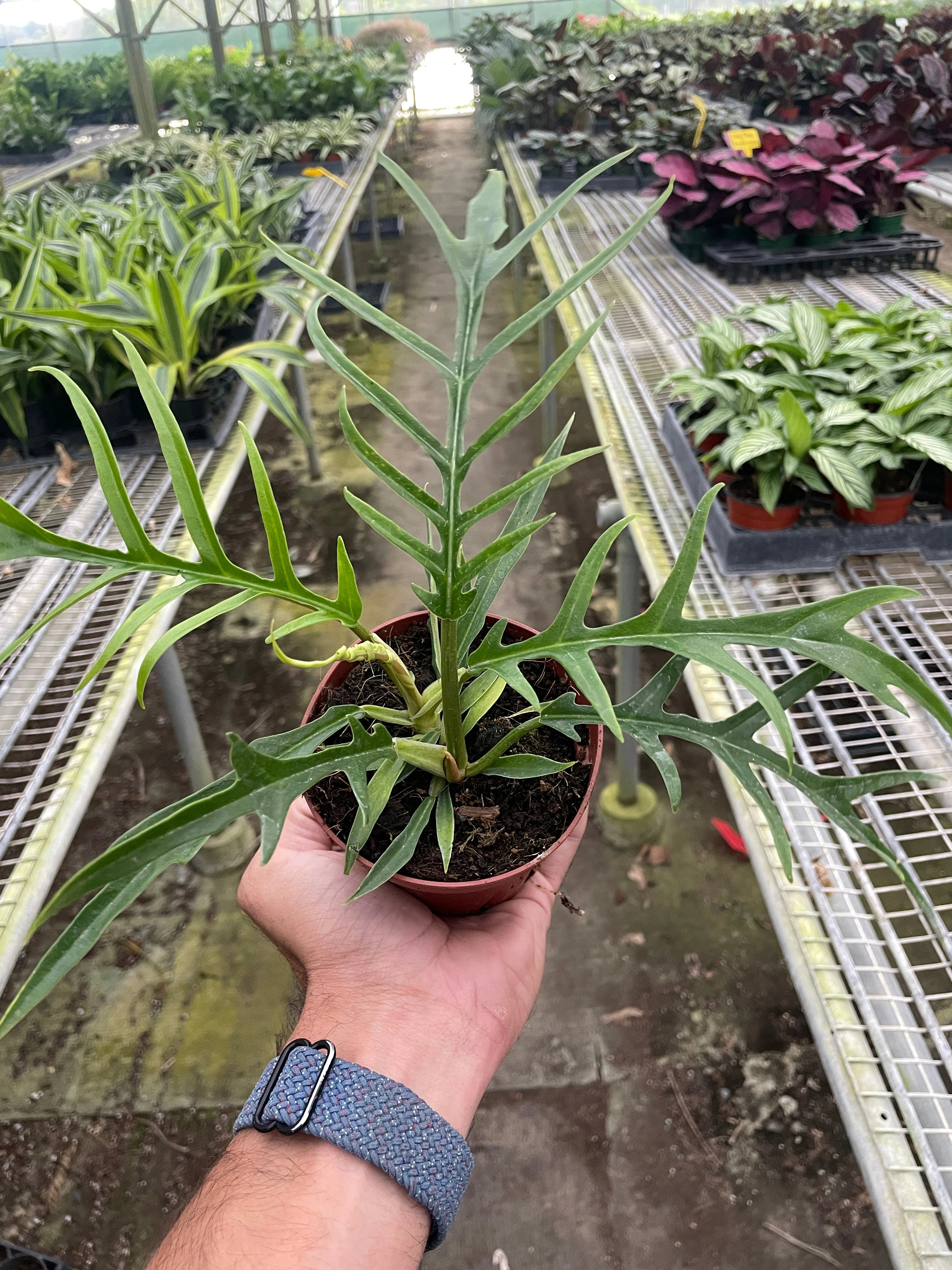 Philodendron Tortum - Image 2