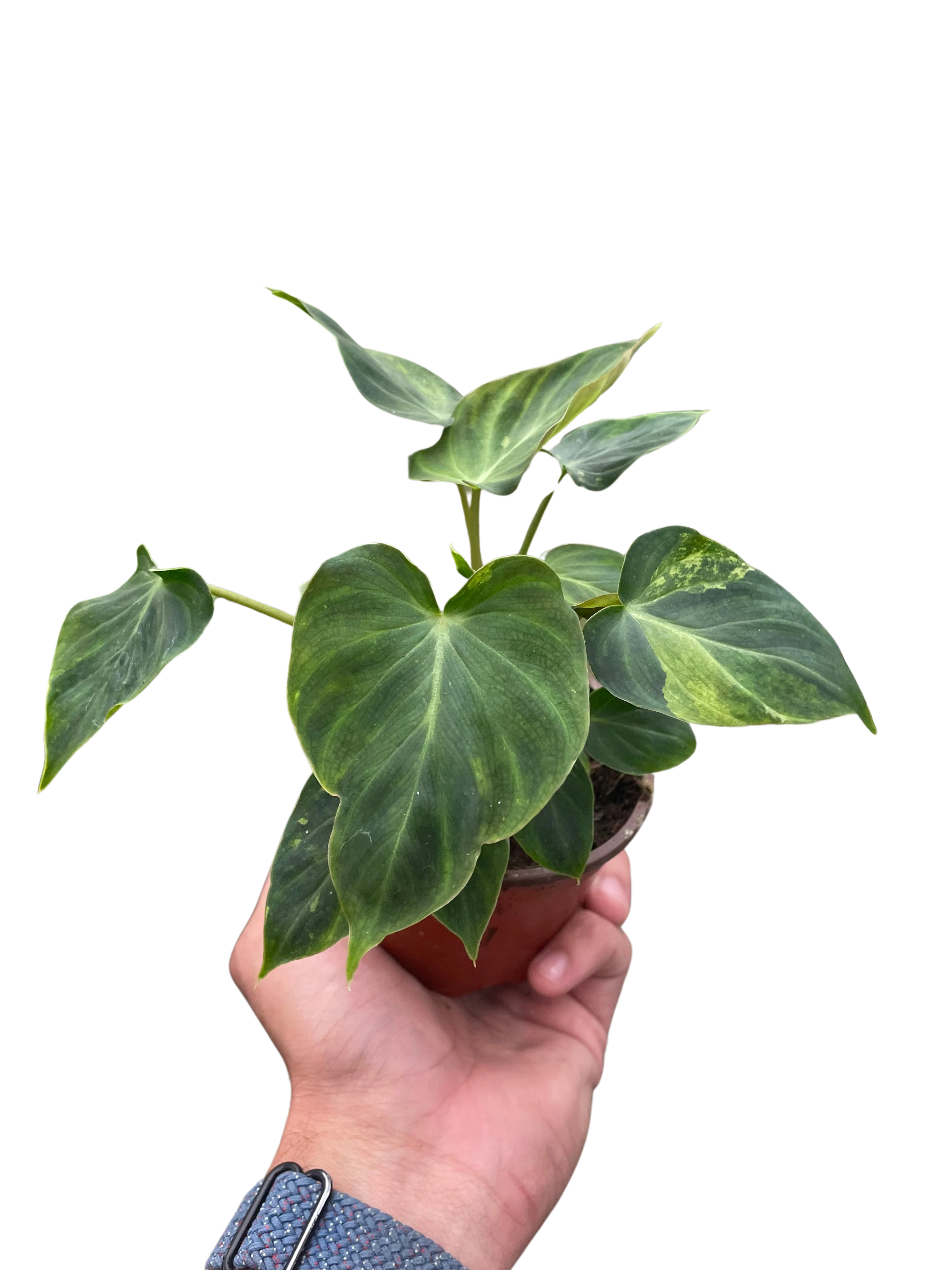 Philodendron Verrucosum - Image 3