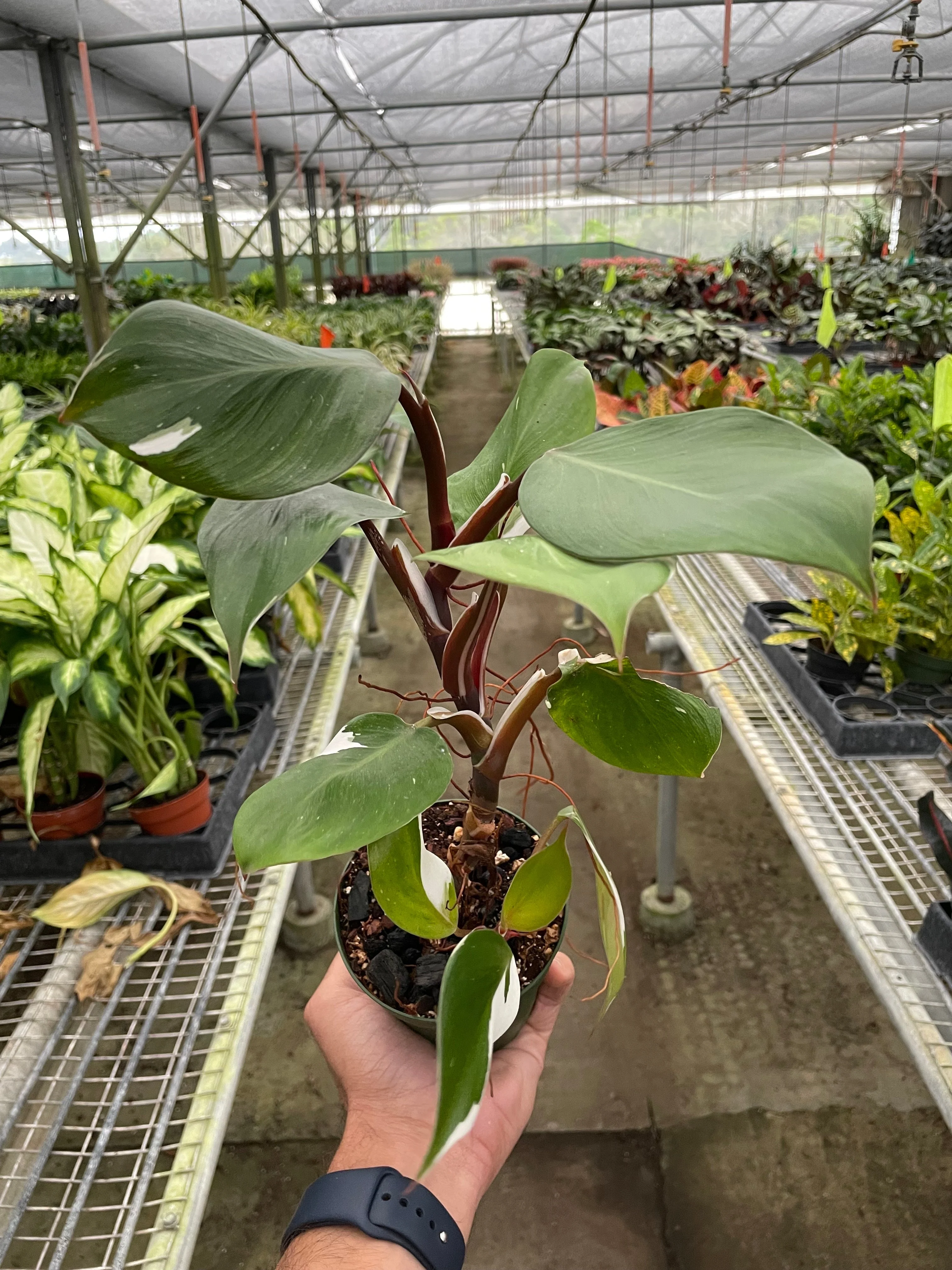 Philodendron White Knight - Image 2
