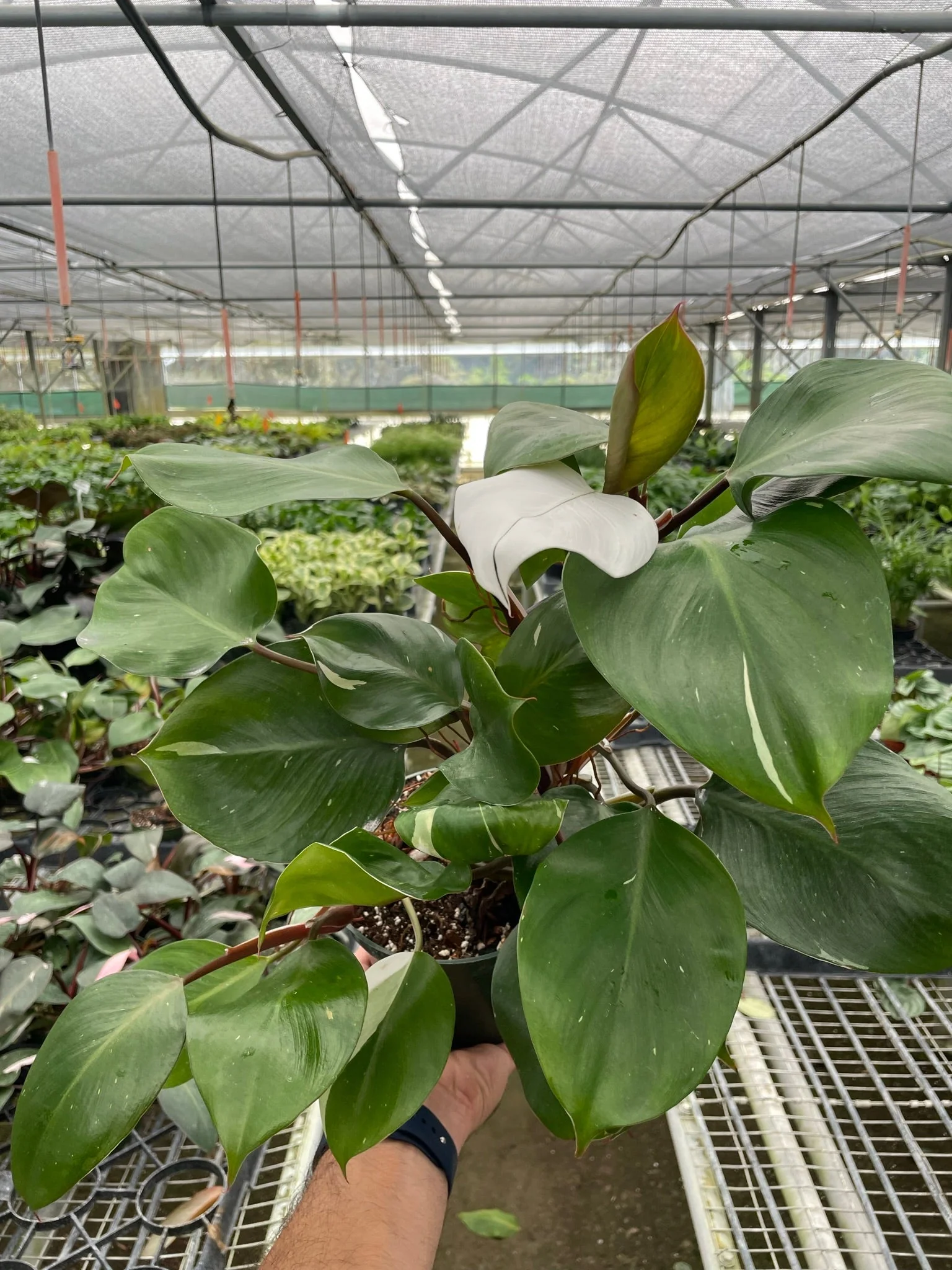 Philodendron White Knight - Image 3