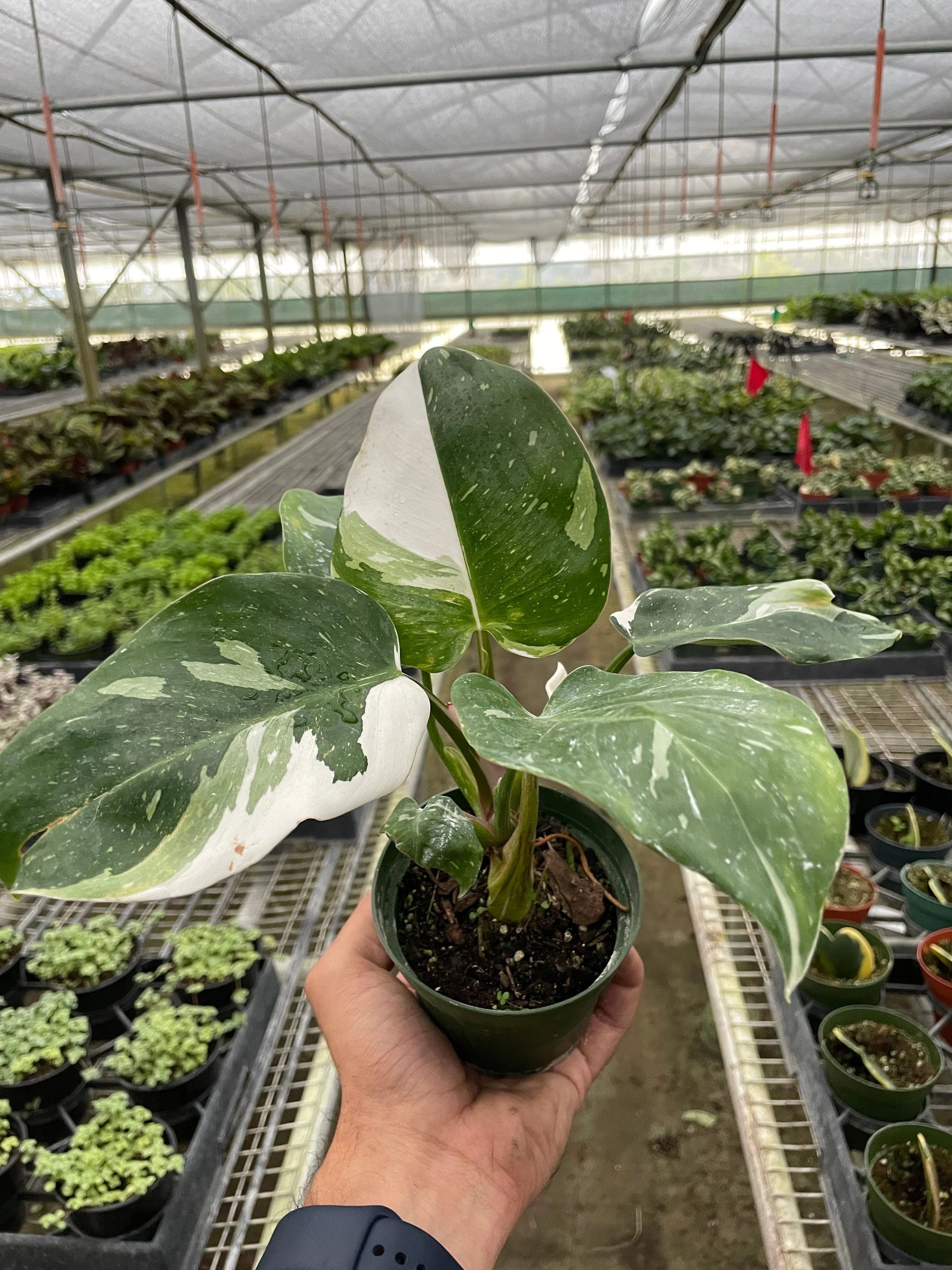 Philodendron White Princess - Image 2