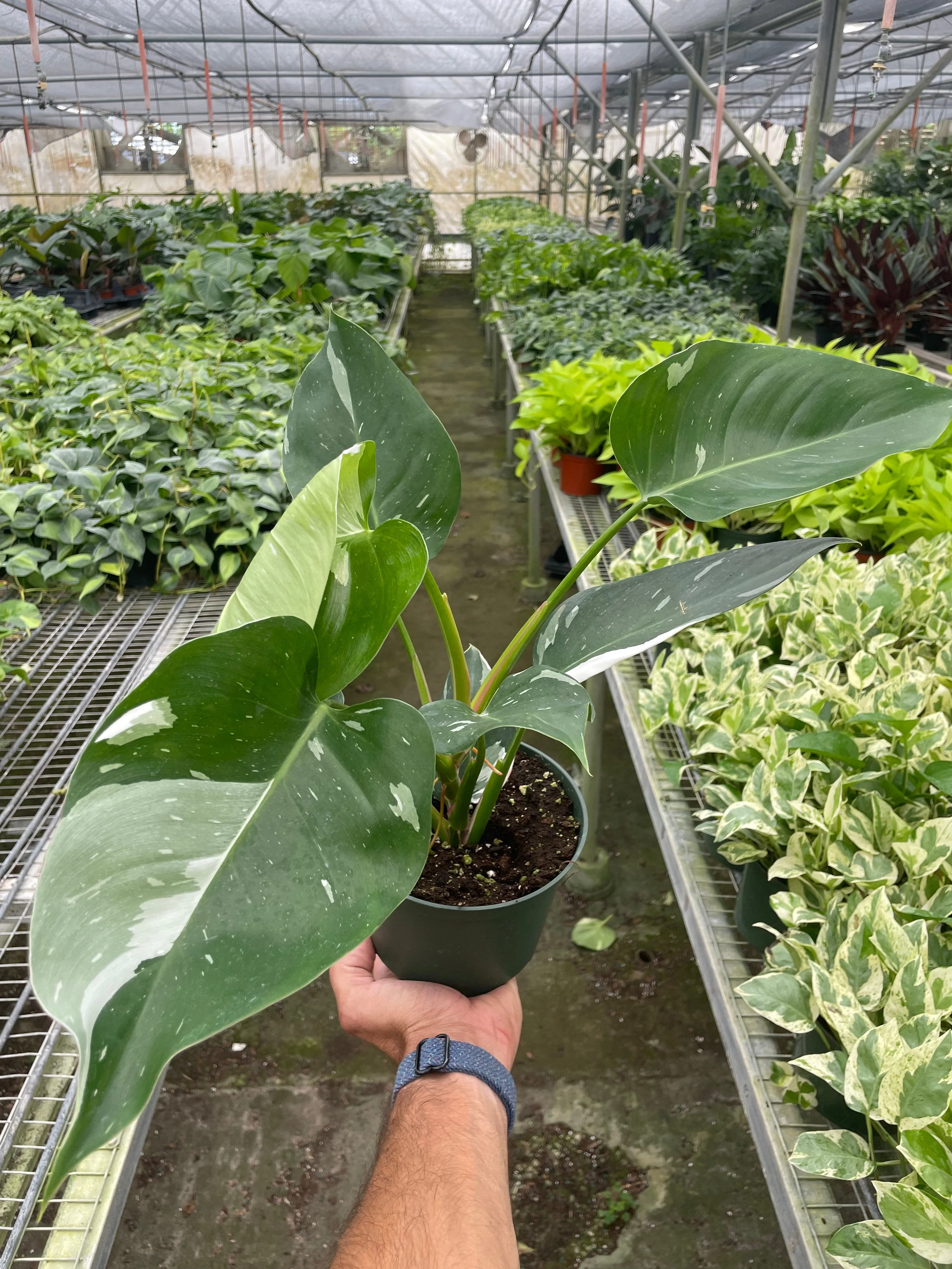 Philodendron White Princess - Image 3