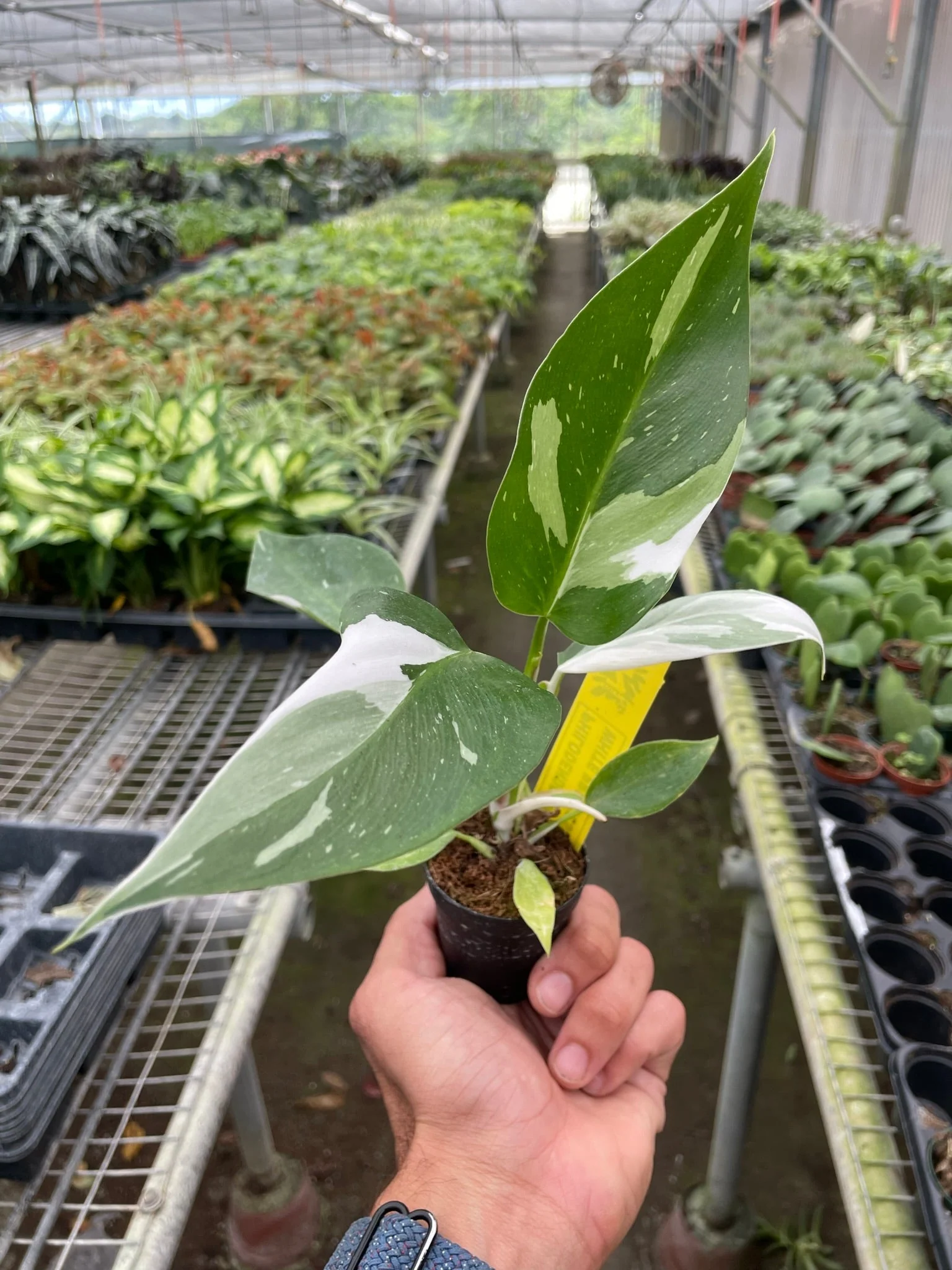 Philodendron White Princess - Image 4