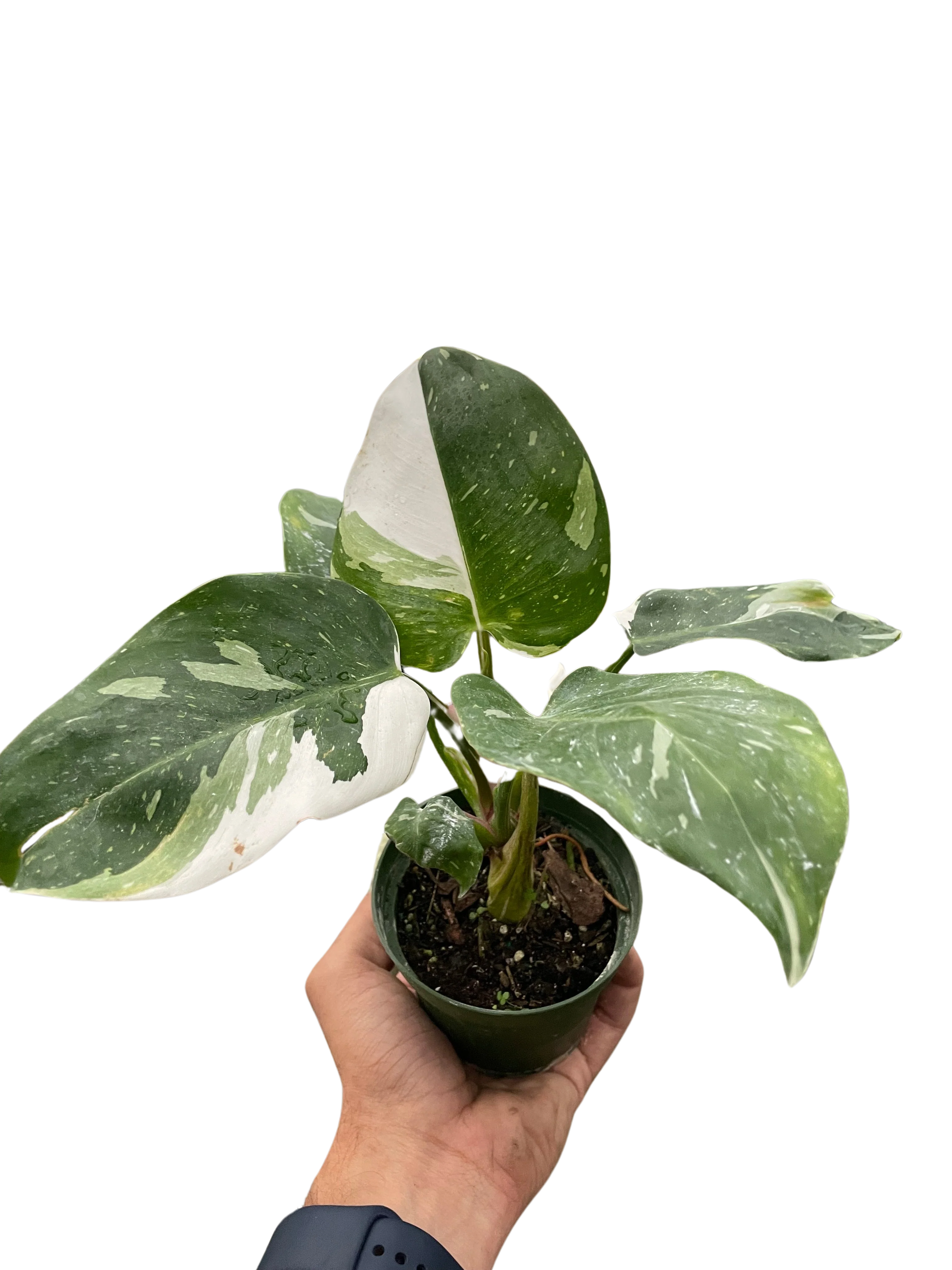 Philodendron White Princess - Image 6