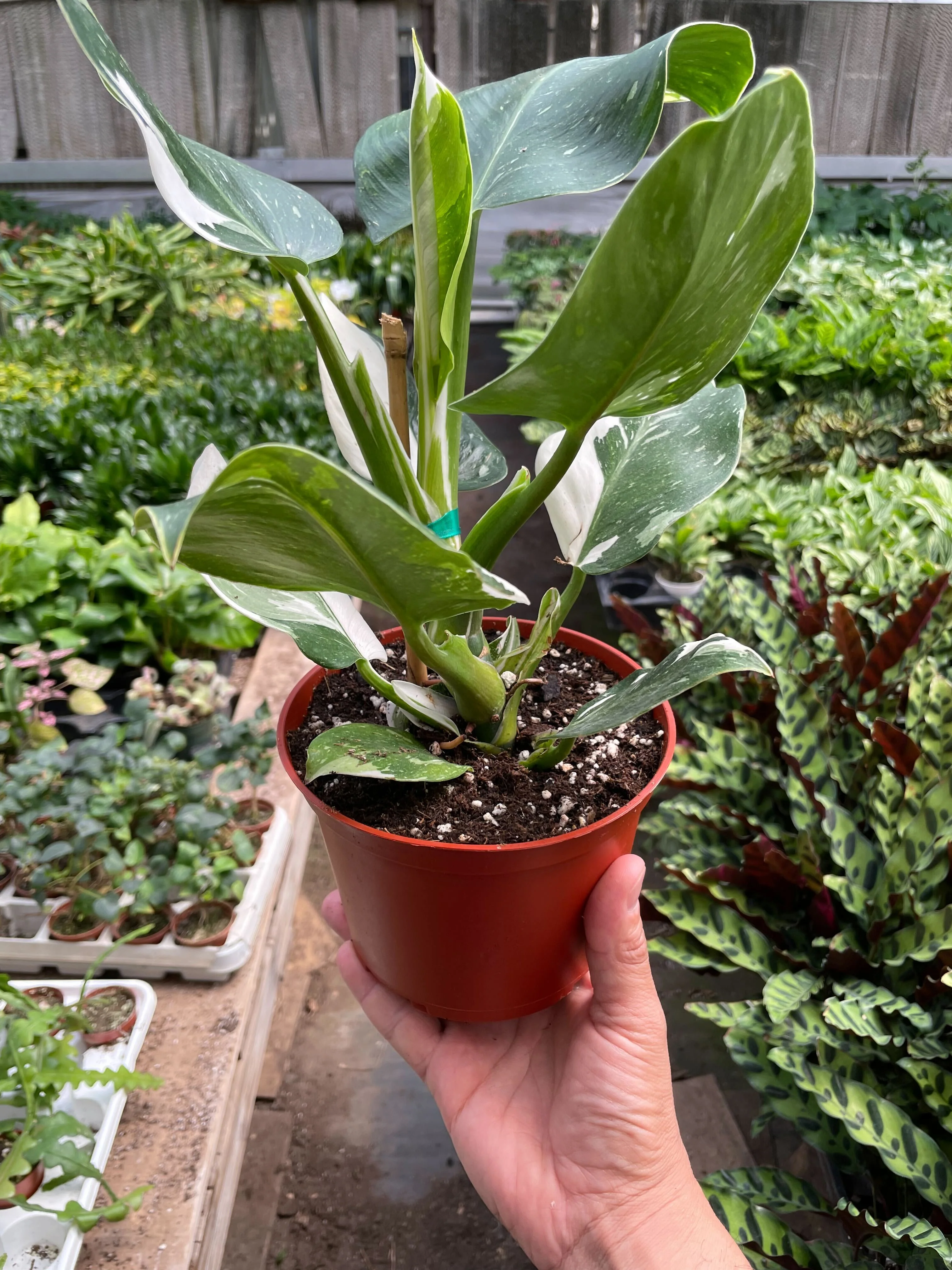Philodendron White Wizard - Image 5