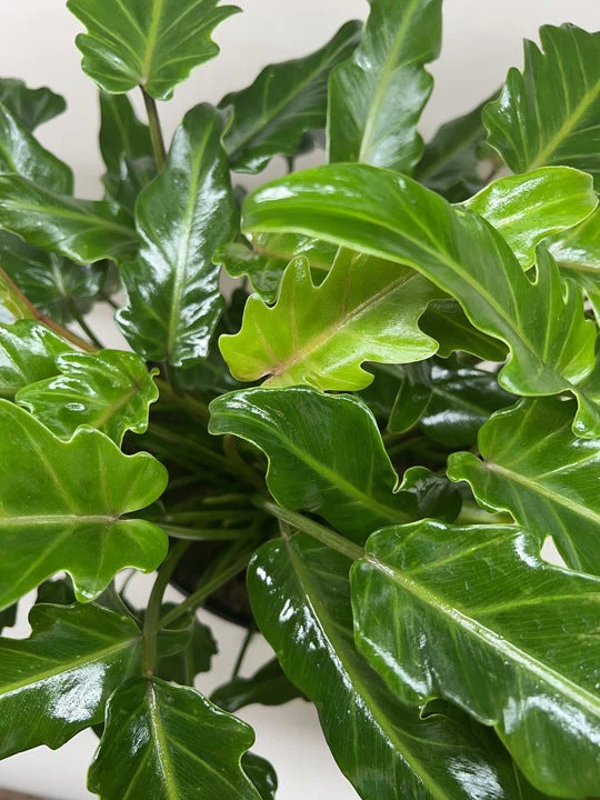 Philodendron Xanadu - Image 2
