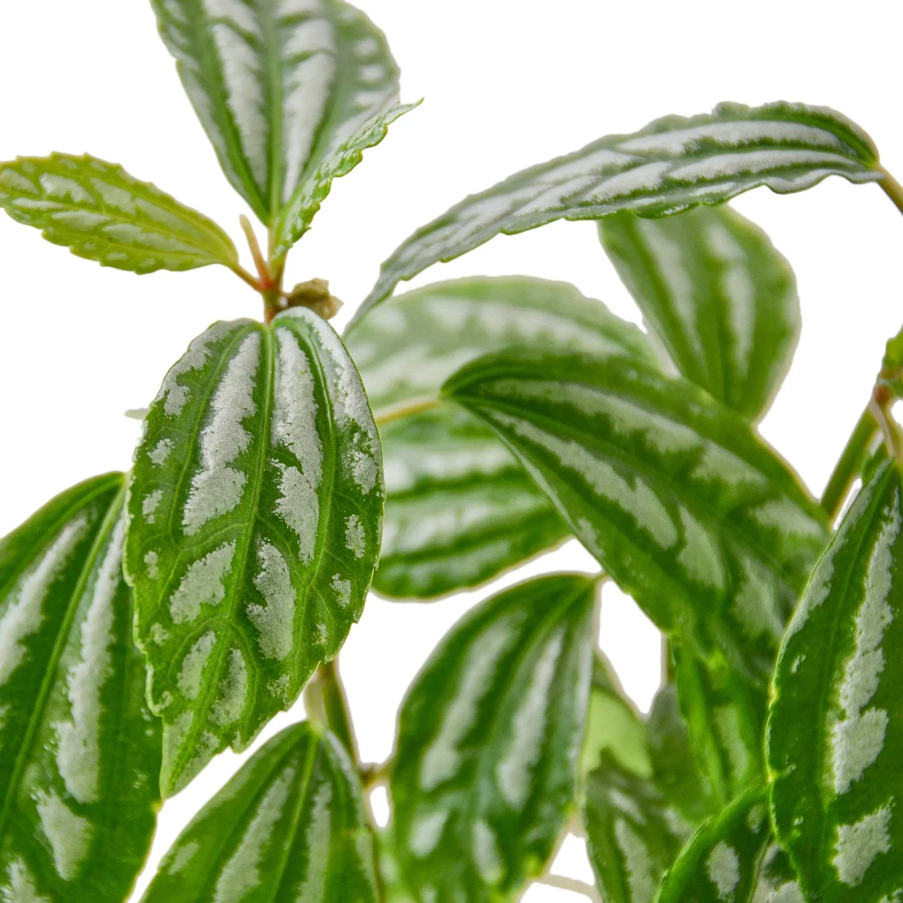 Pilea 'Aluminum' - Image 2