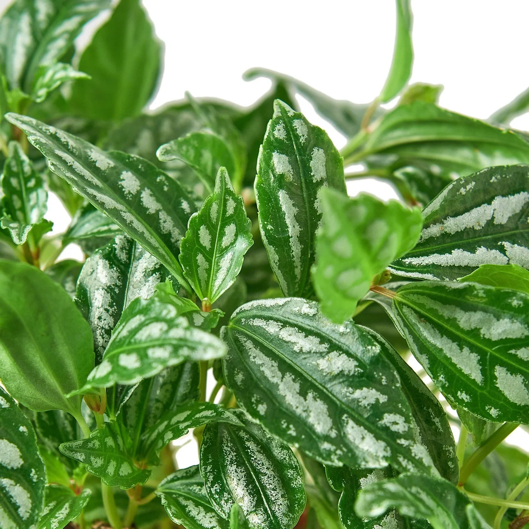 Pilea 'Aluminum' - Image 4
