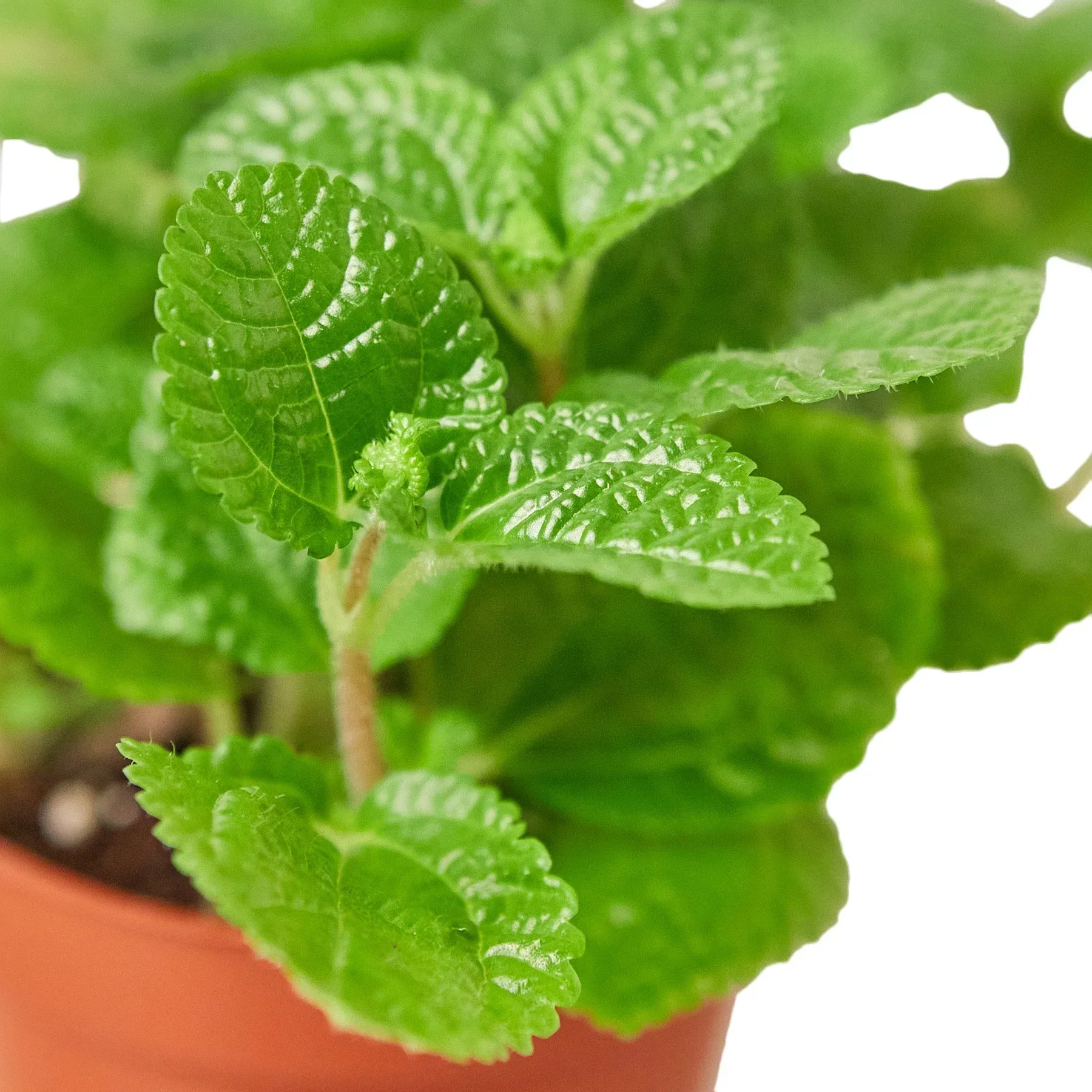 Pilea 'Crinkle' - Image 2