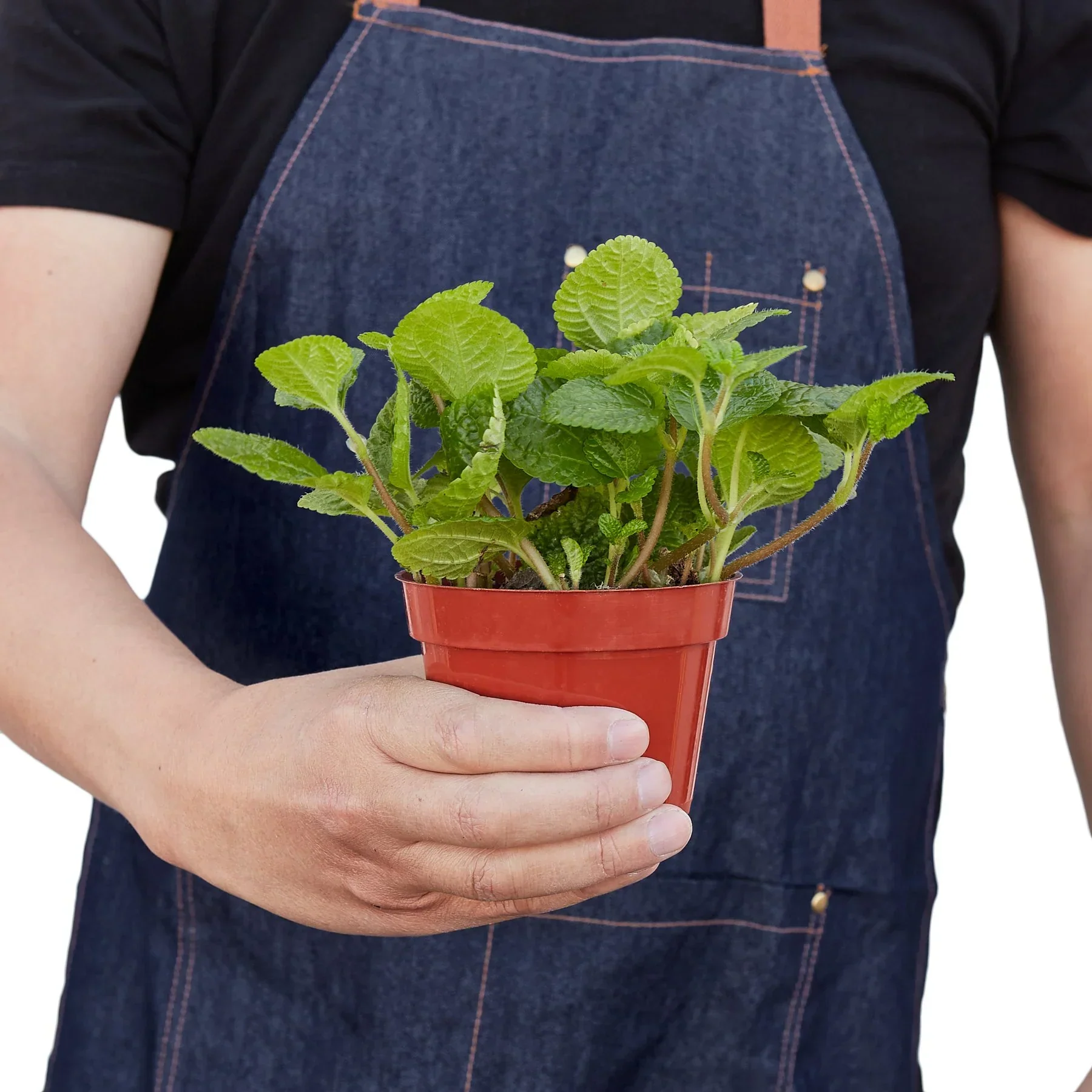 Pilea 'Crinkle' - Image 3