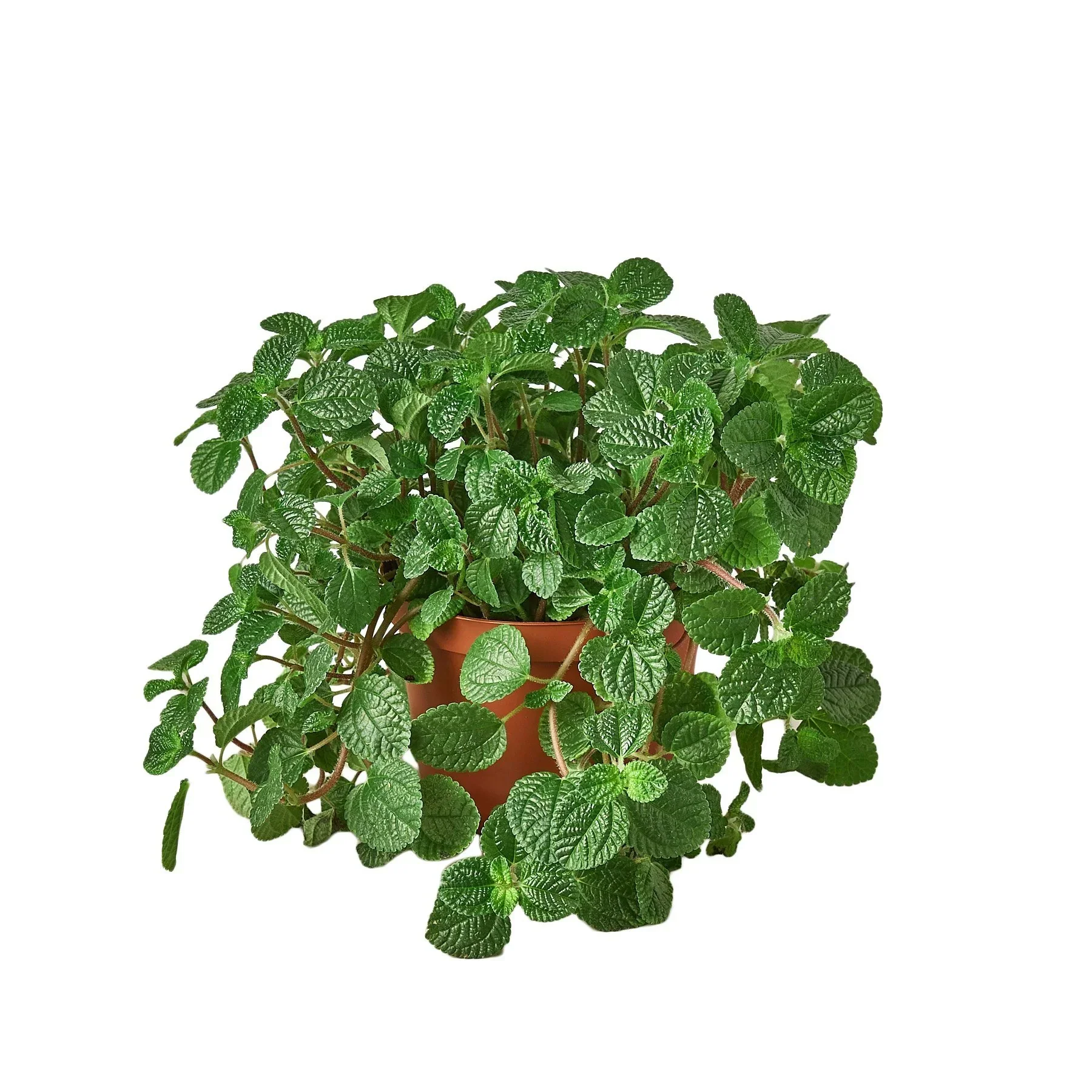 Pilea 'Crinkle' - Image 4