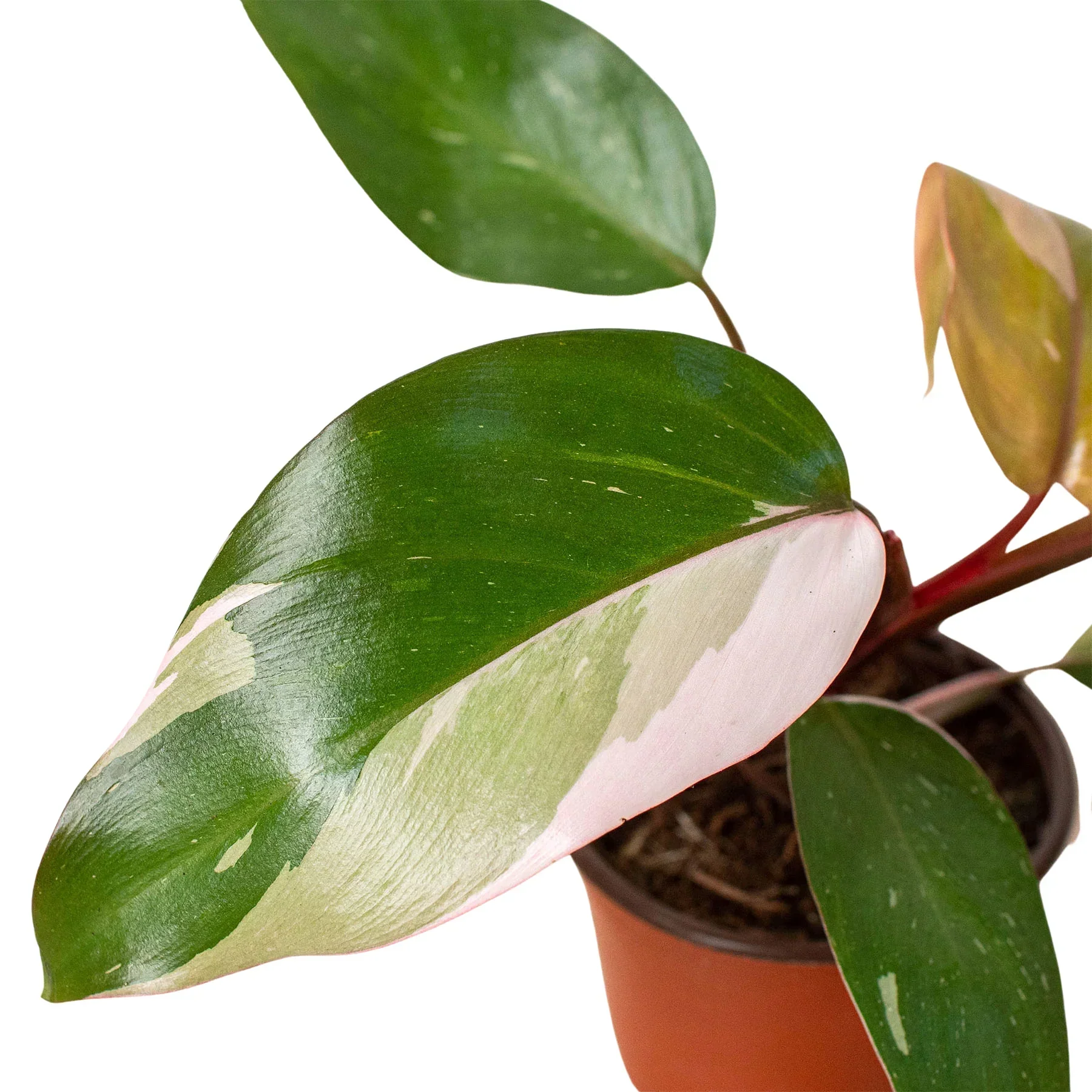Pink Princess Philodendron - Image 2