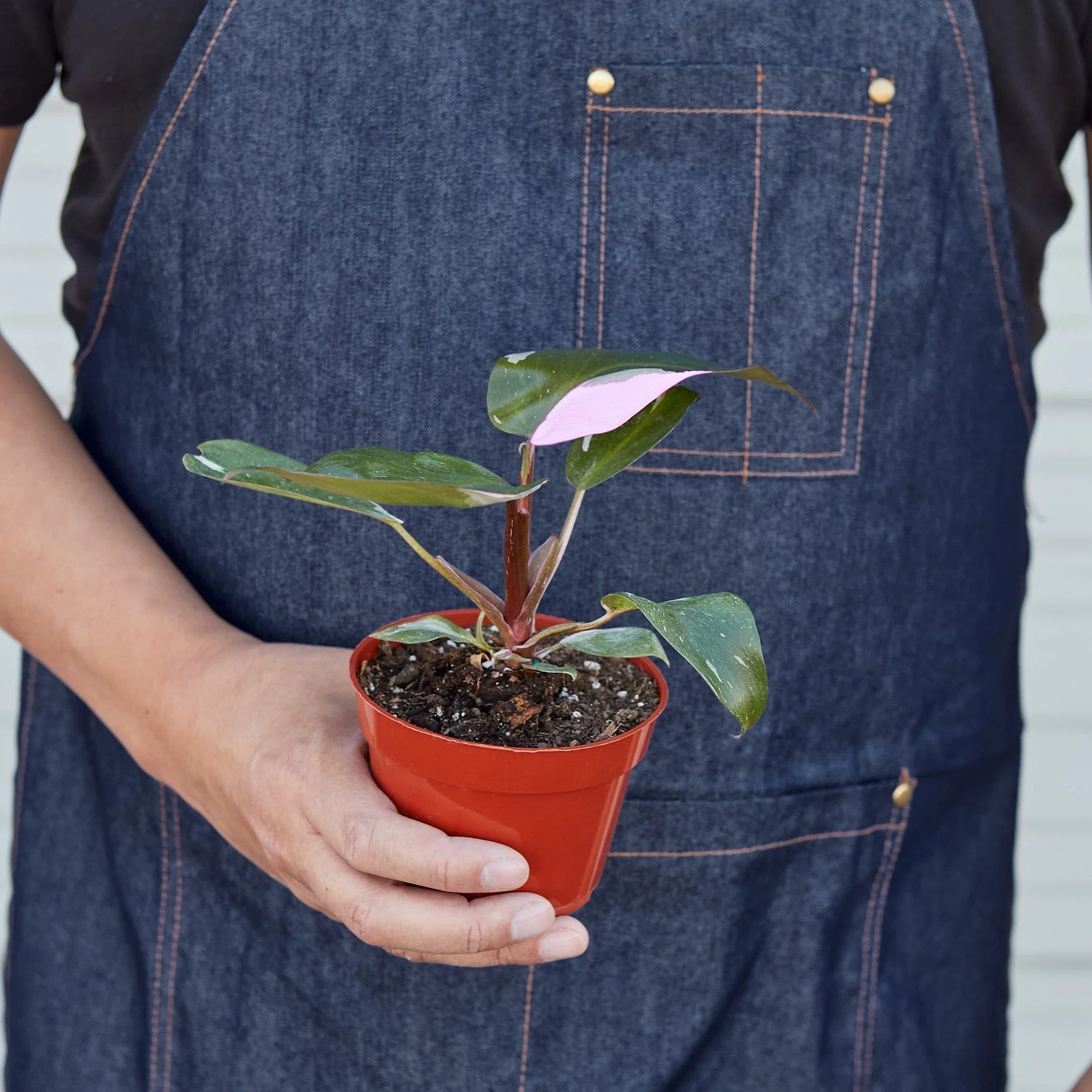 Pink Princess Philodendron - Image 3