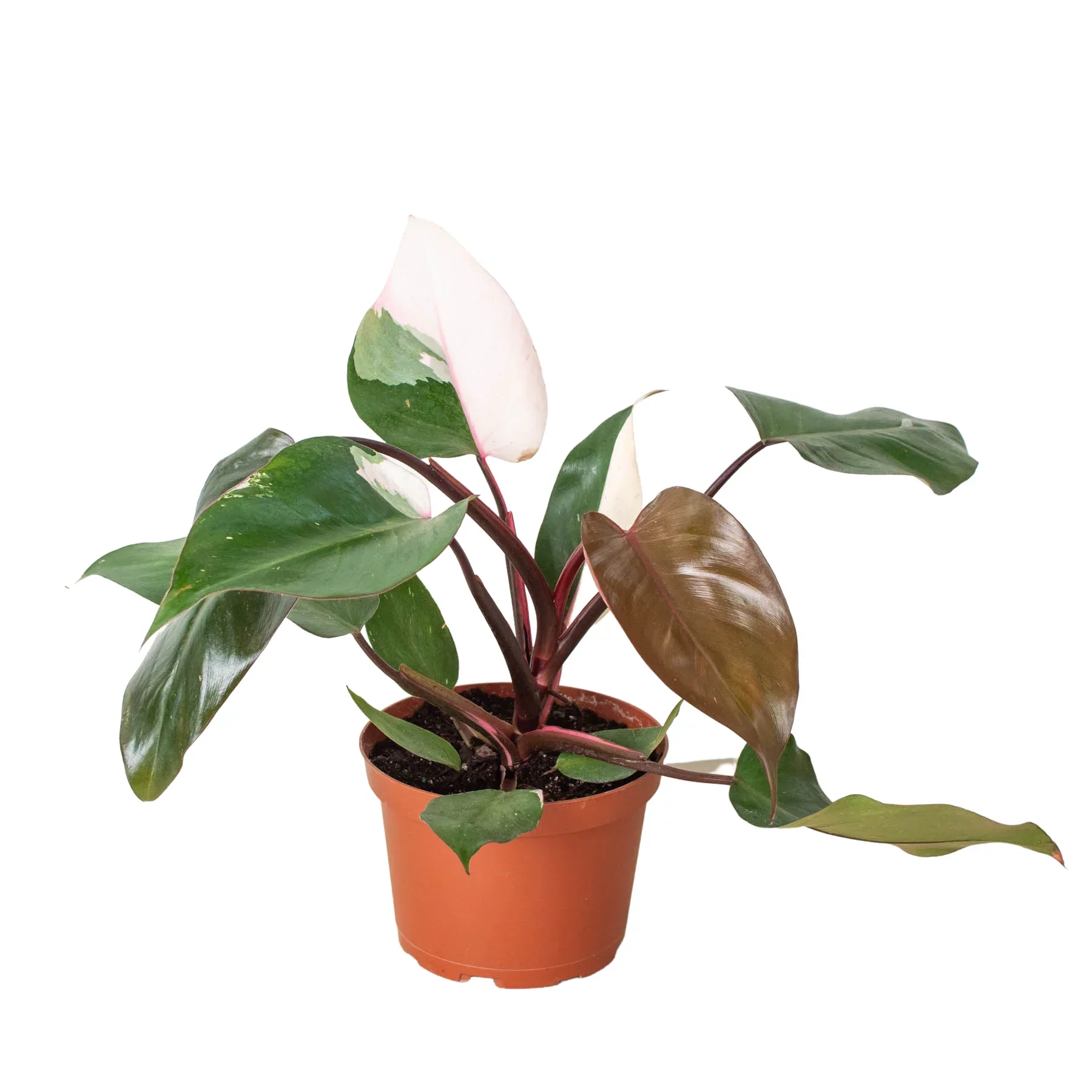 Pink Princess Philodendron - Image 4