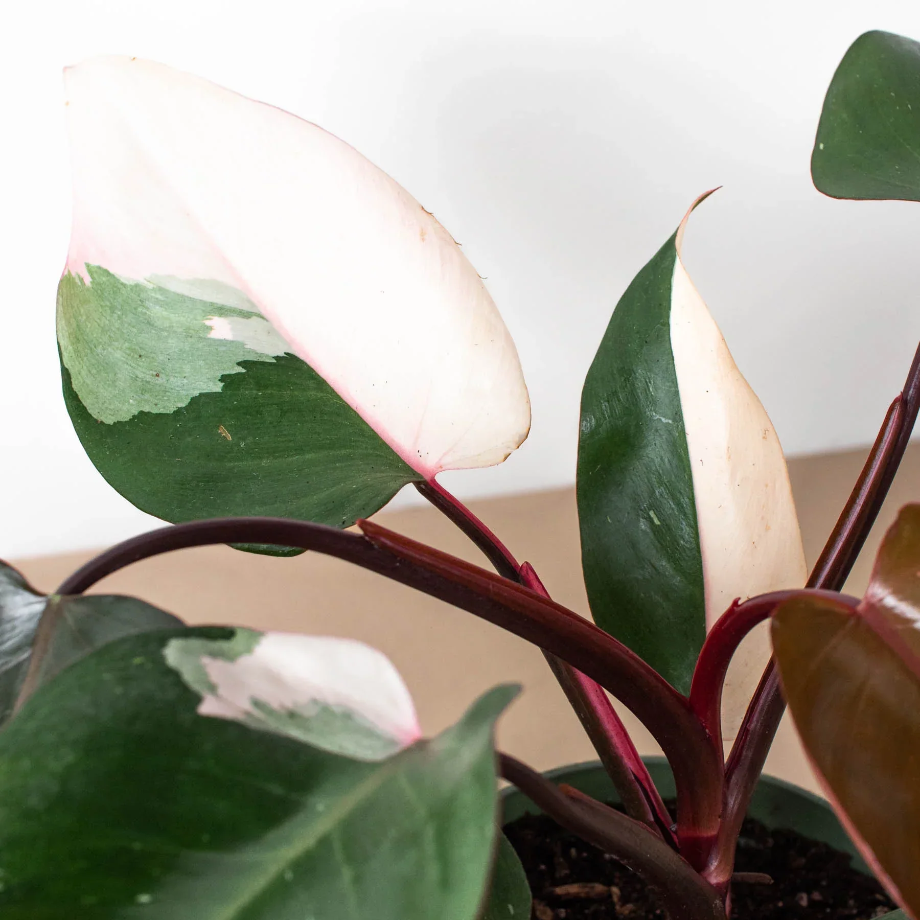 Pink Princess Philodendron - Image 5