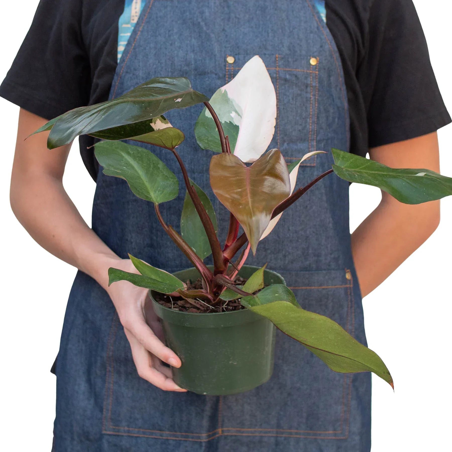 Pink Princess Philodendron - Image 6