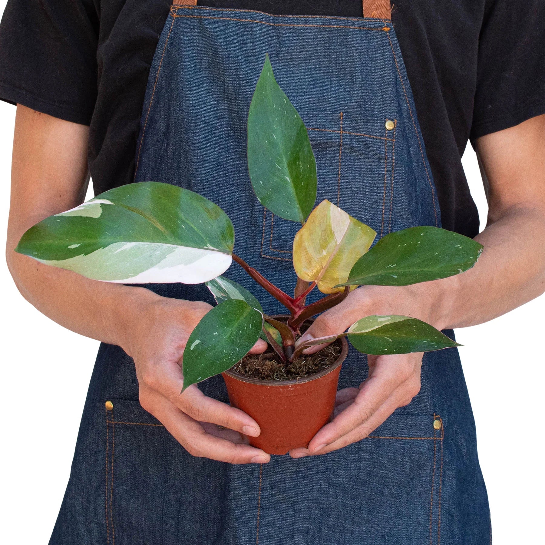 Pink Princess Philodendron - Image 7