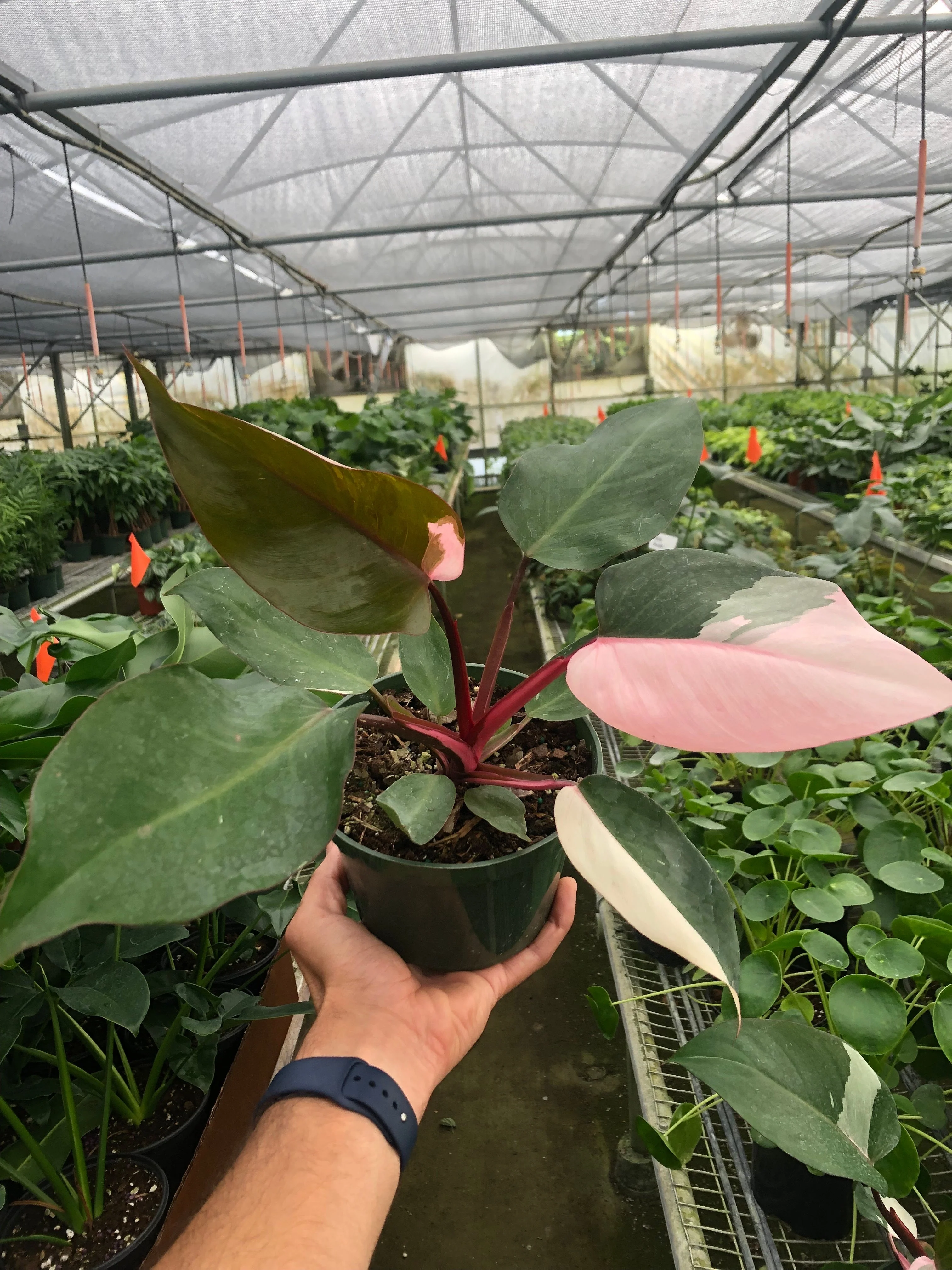 Pink Princess Philodendron - Image 8