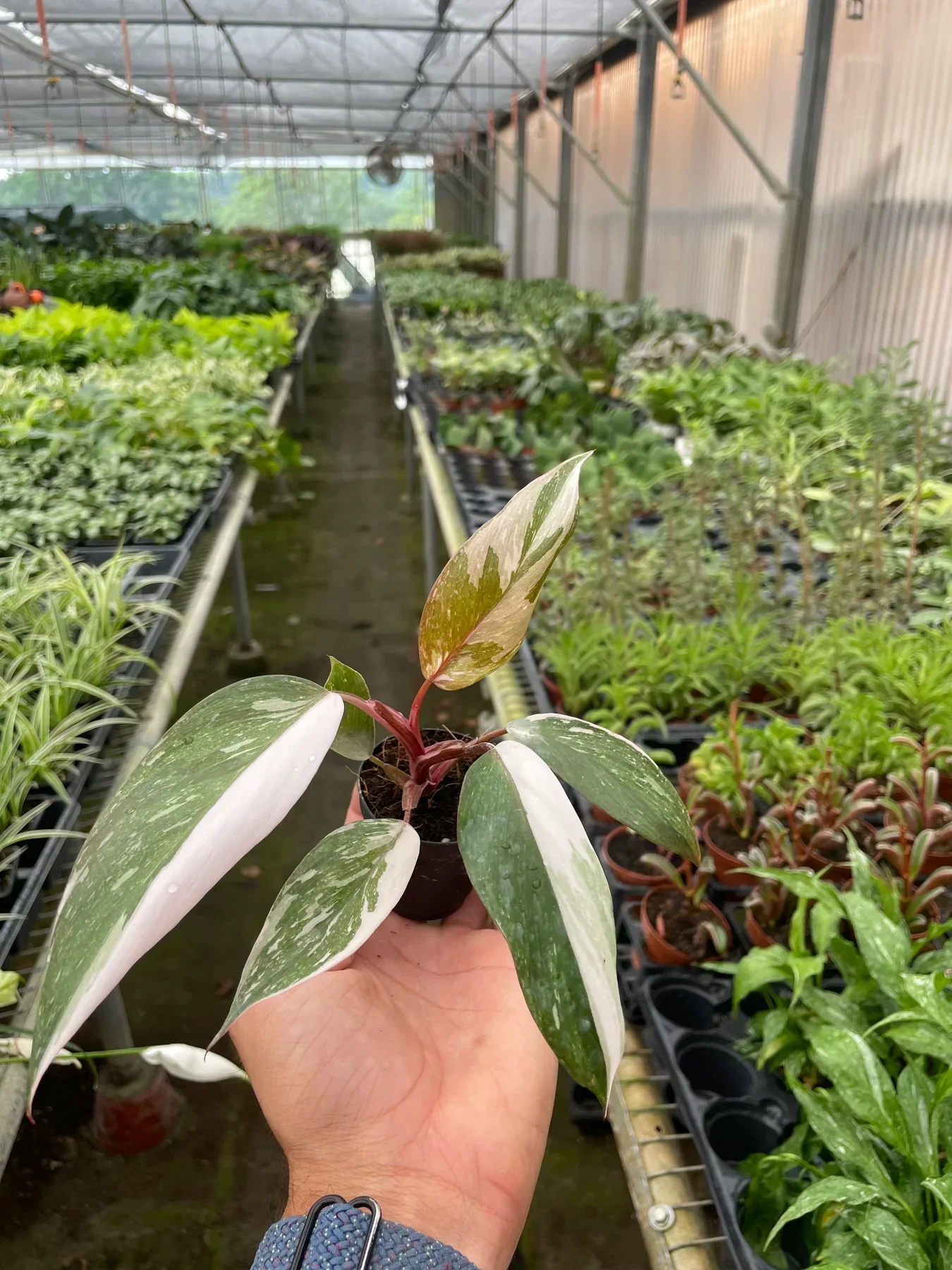 Pink Princess Philodendron - Image 9