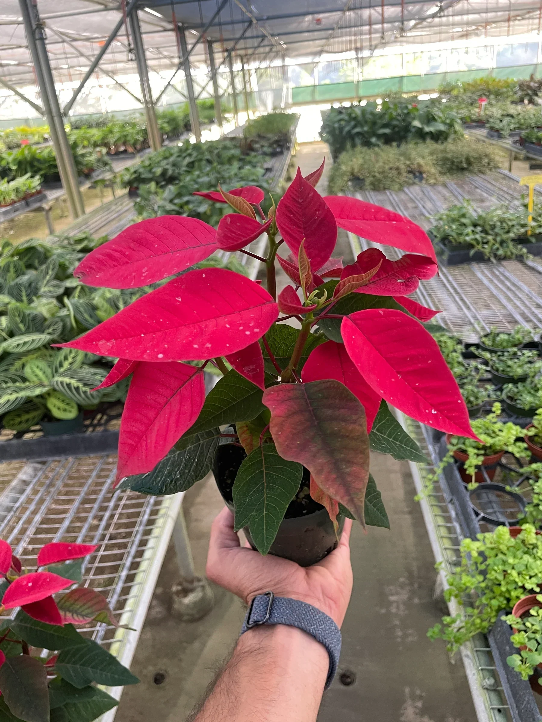 Poinsettia 'Red' - Image 2