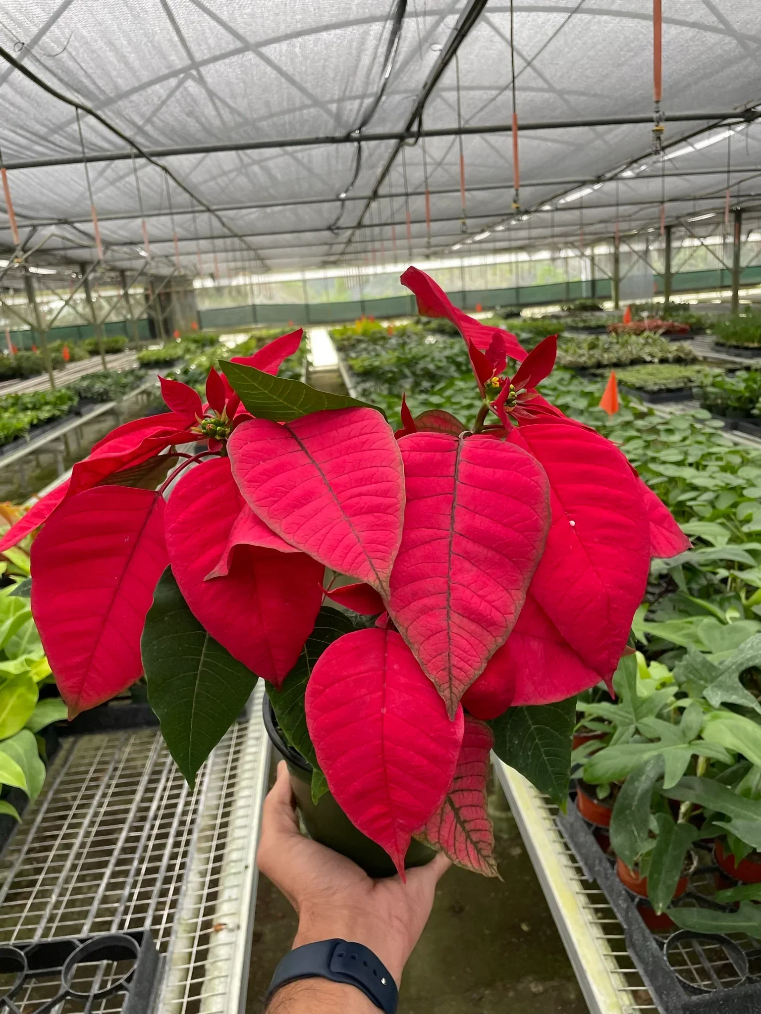 Poinsettia 'Red' - Image 3