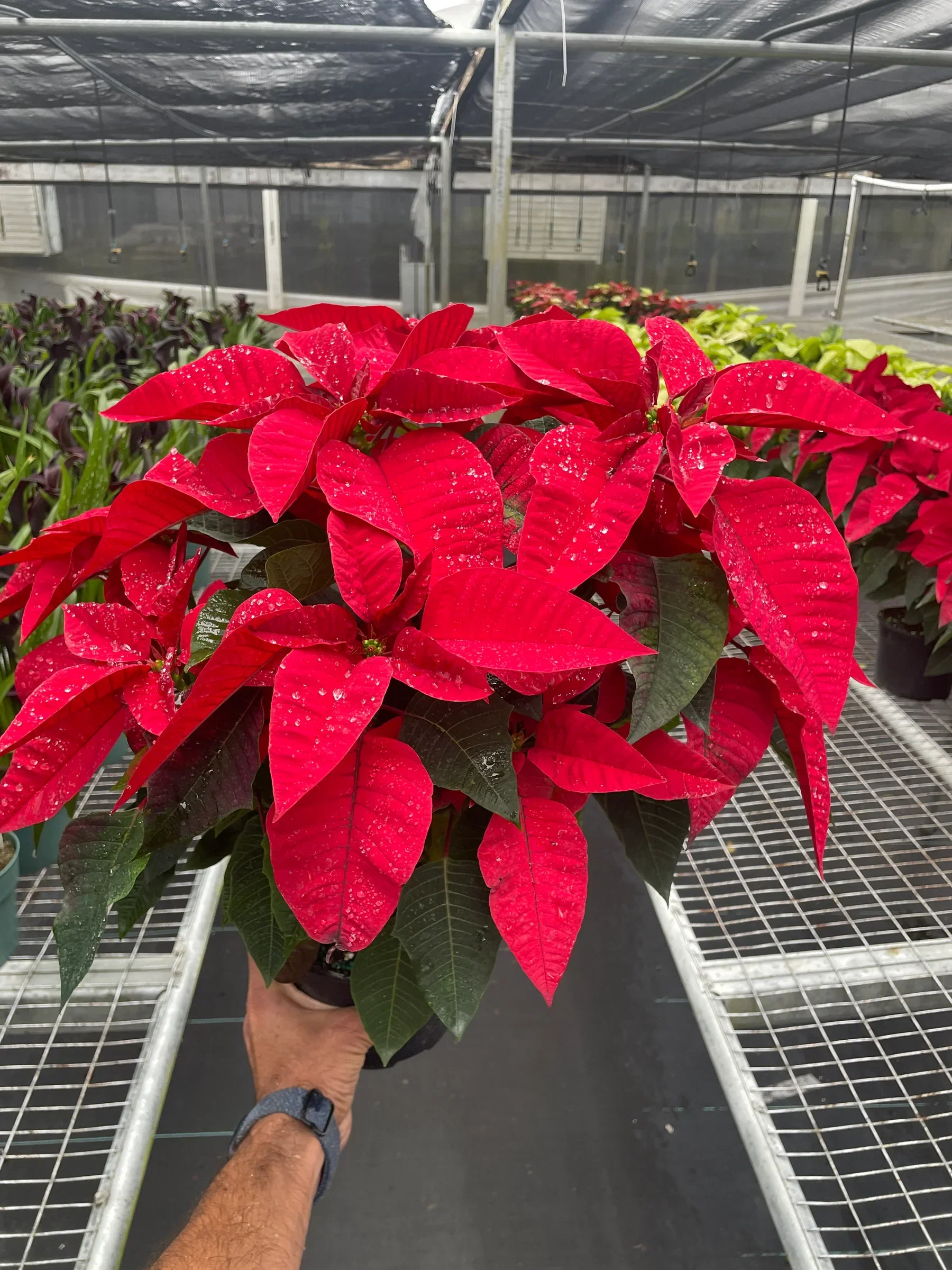 Poinsettia 'Red' - Image 4