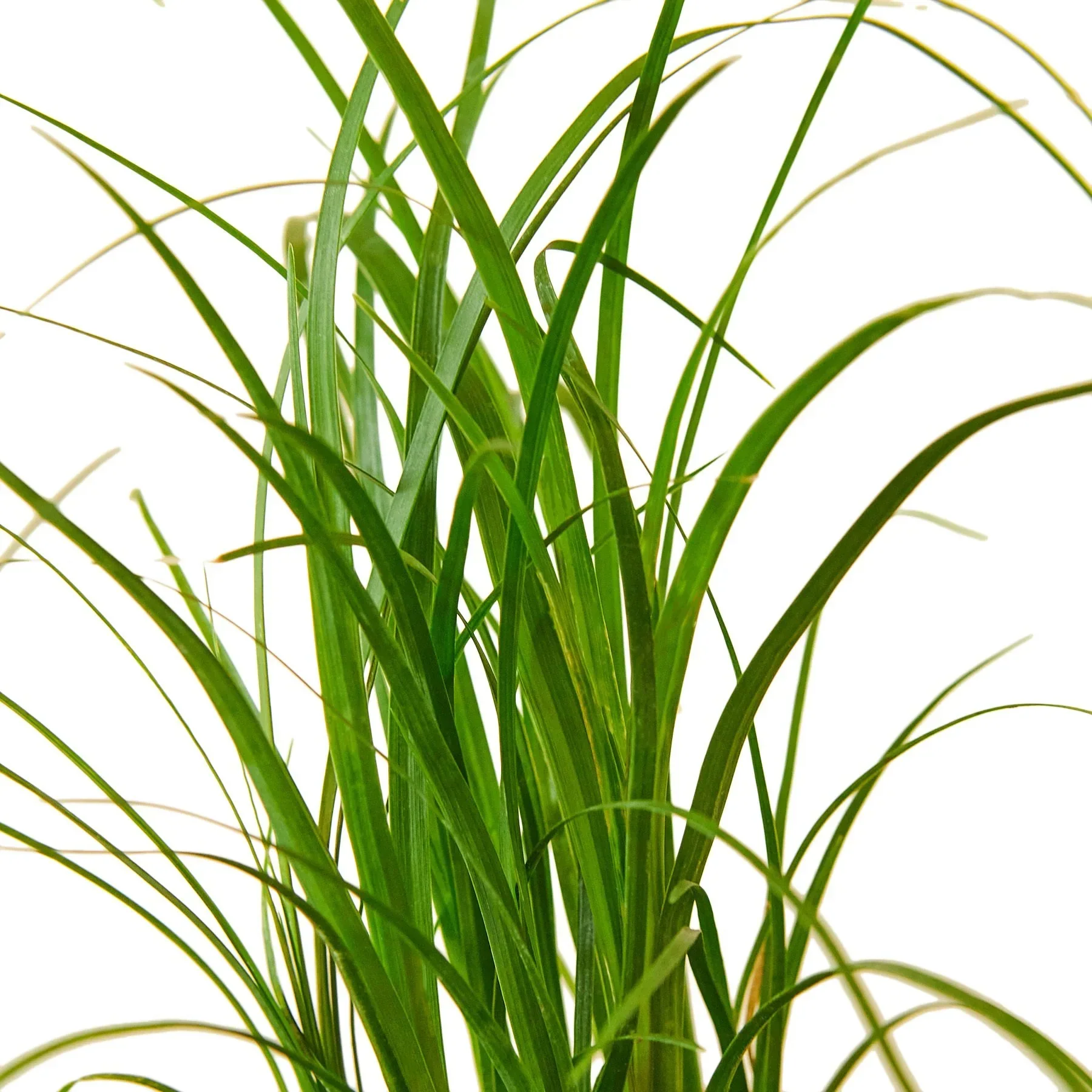 Ponytail Palm - Image 3