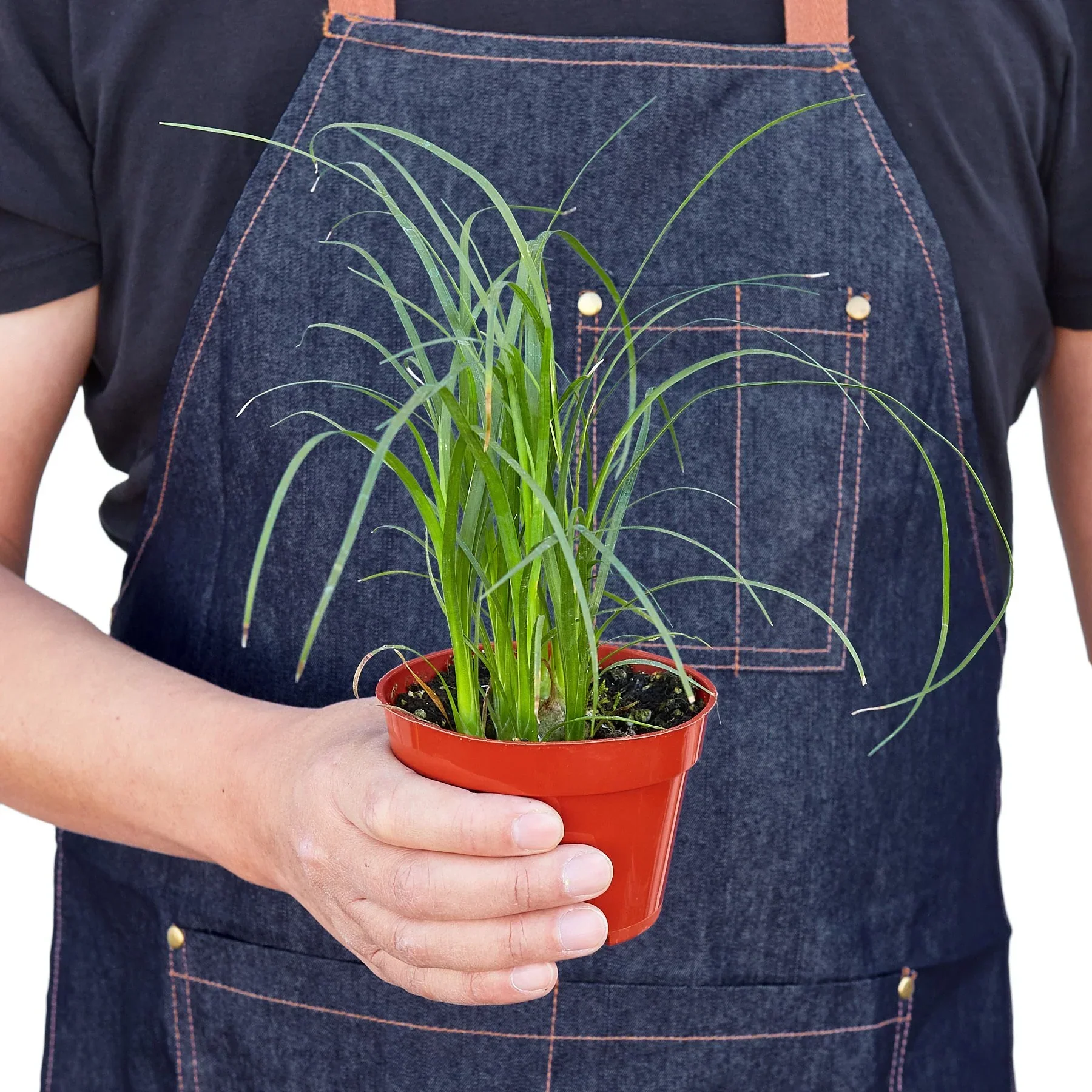 Ponytail Palm - Image 4