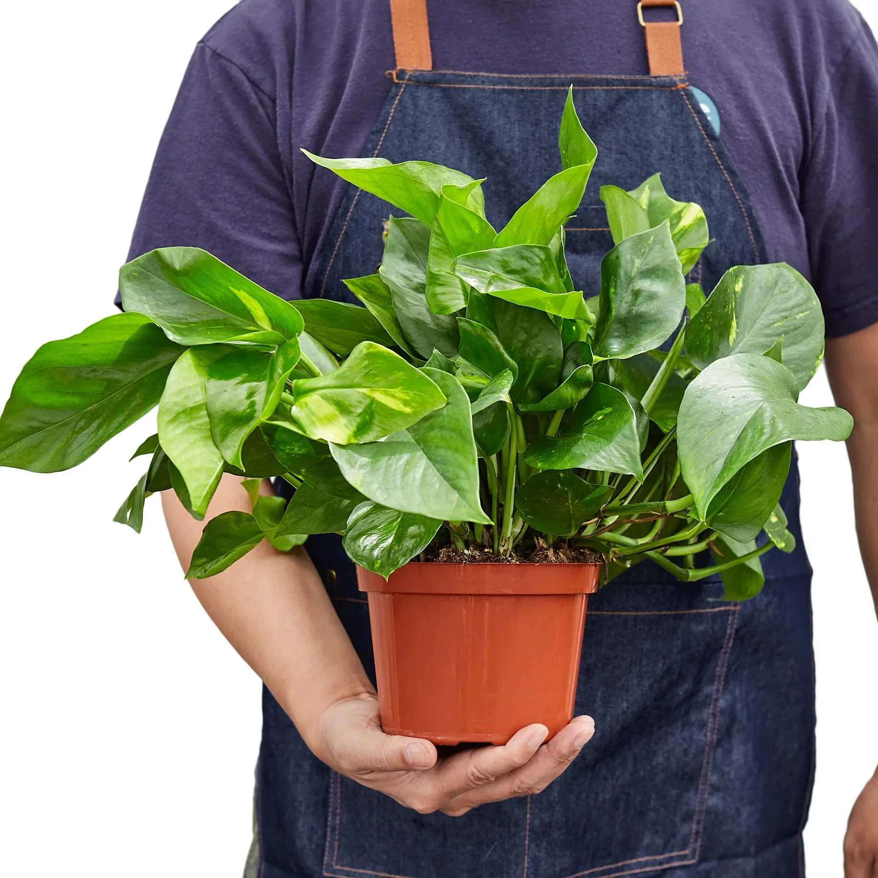 Golden Pothos - Image 7