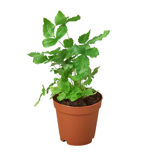 Pteris Cretica 'Albo Fern' - Image 4