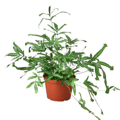 Pteris Cretica 'Mayi' Fern - 6" Pot