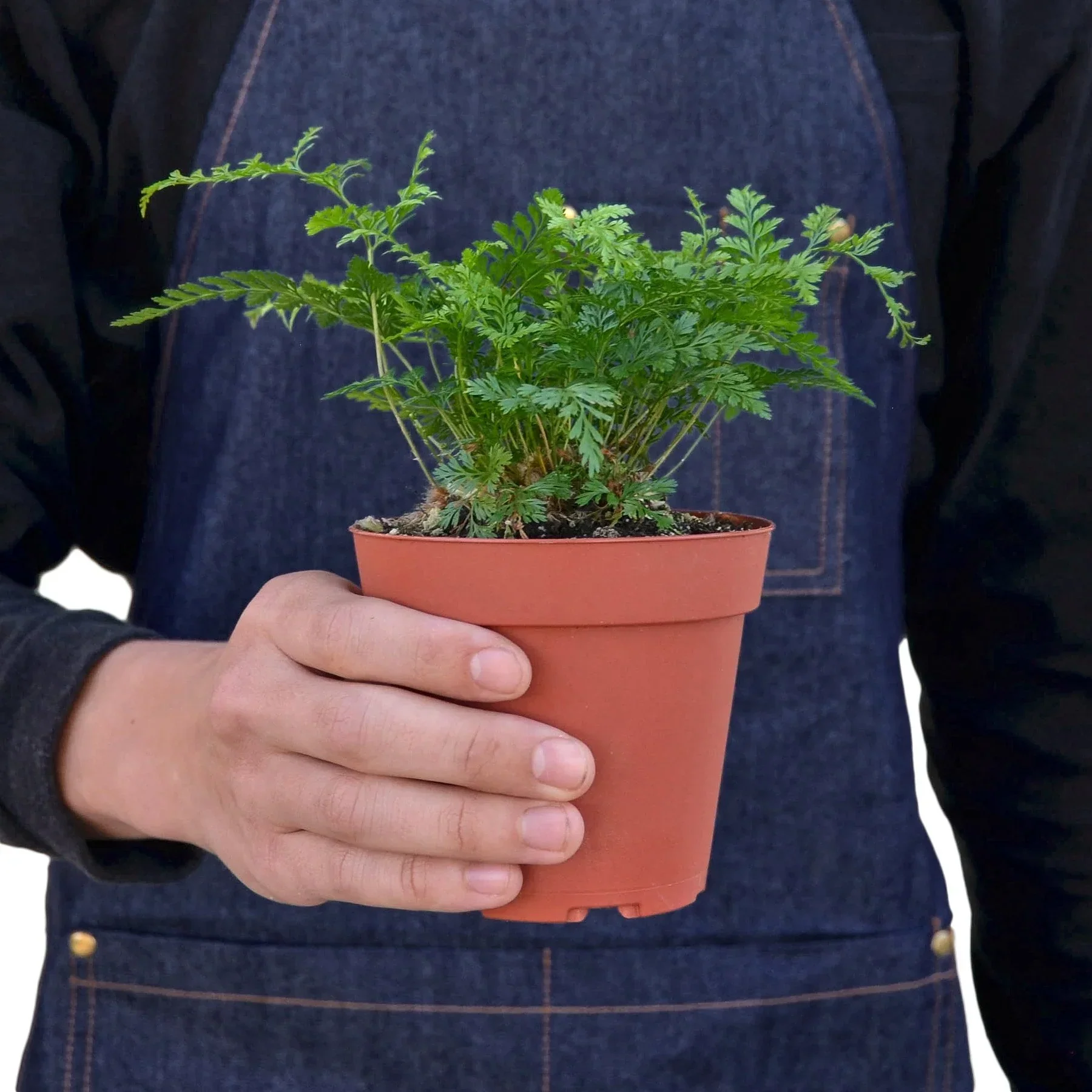 Rabbit's Foot Fern - Image 3