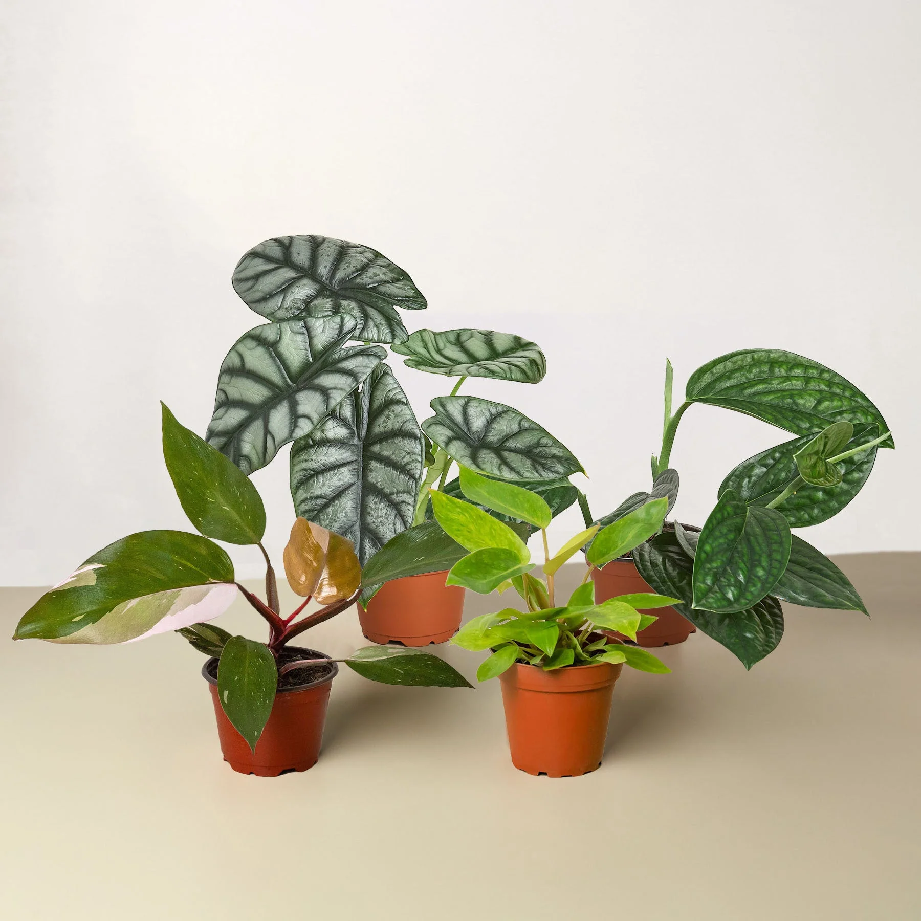 Rare Plant Bundle - Image 2