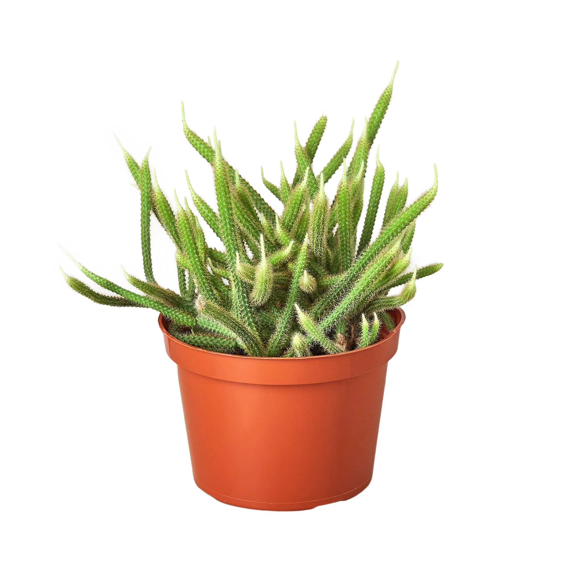 Rat Tail Cactus