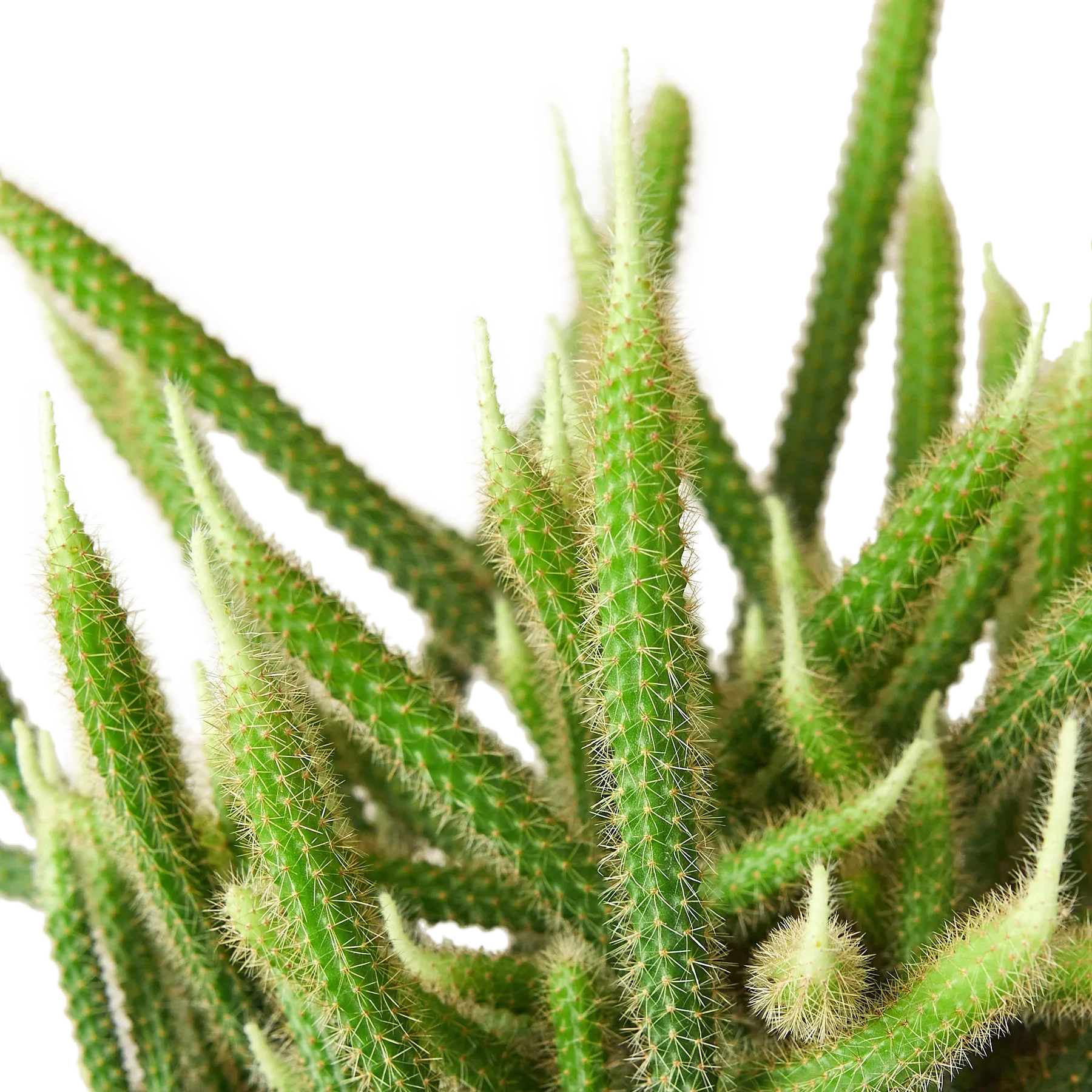 Rat Tail Cactus - Image 2