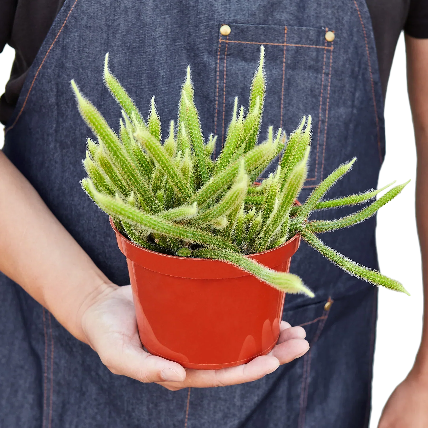 Rat Tail Cactus - Image 3