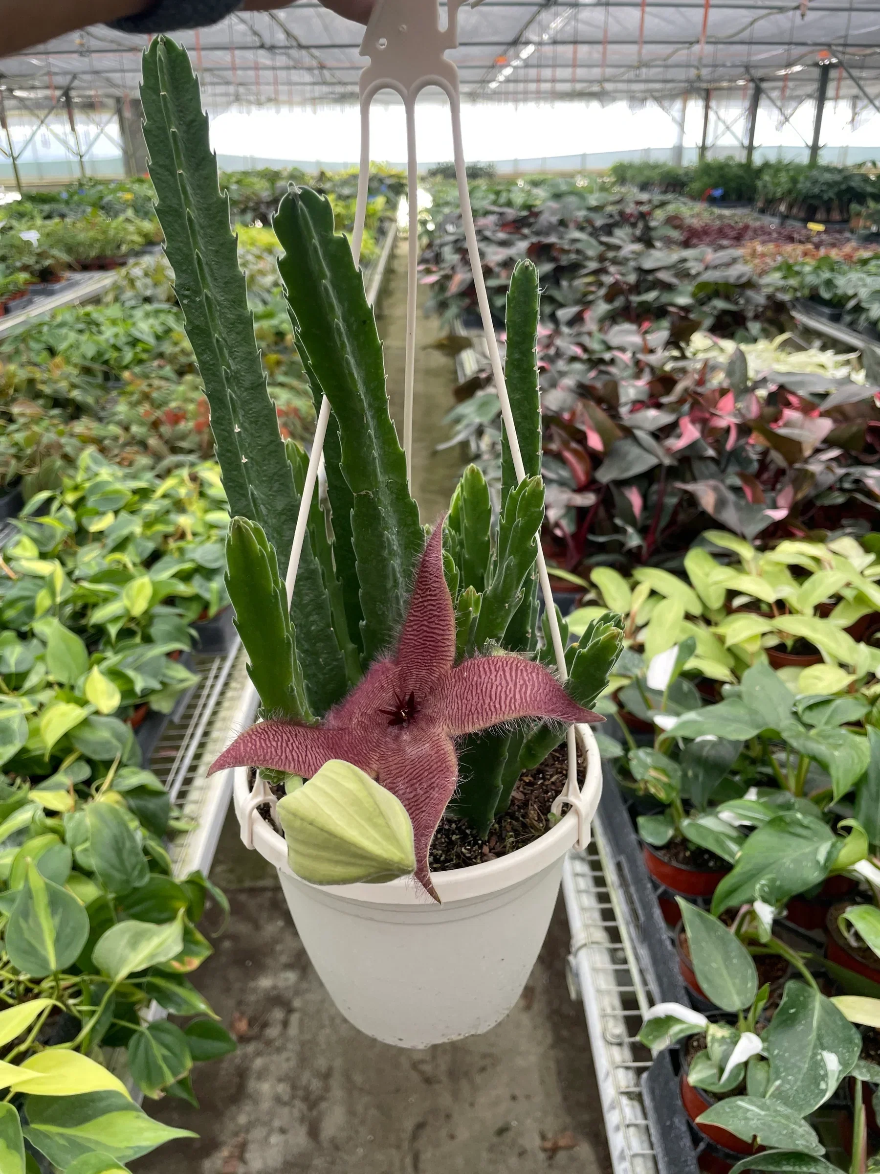Red Dragon Flower (Huernia schneideriana) - Image 3