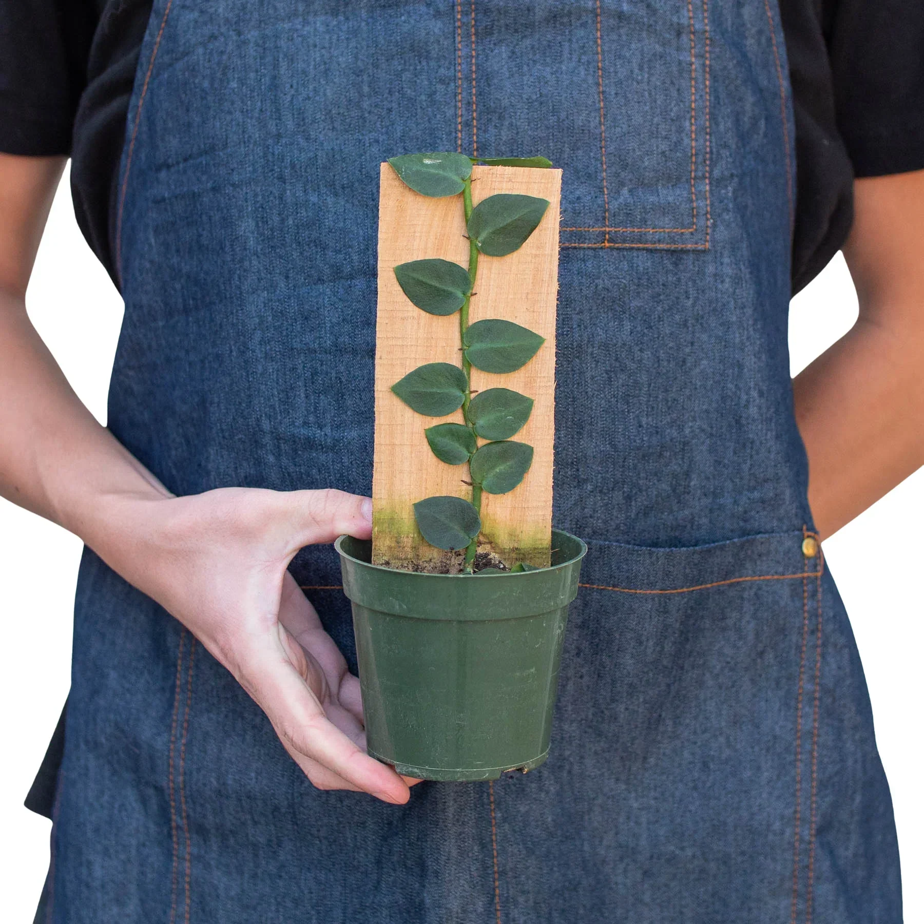 Rhaphidophora 'Hayi' (Shingle Plant) - Image 3