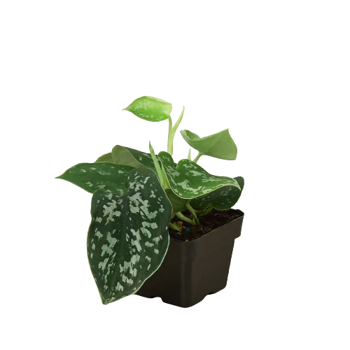 Satin Pothos - Image 3