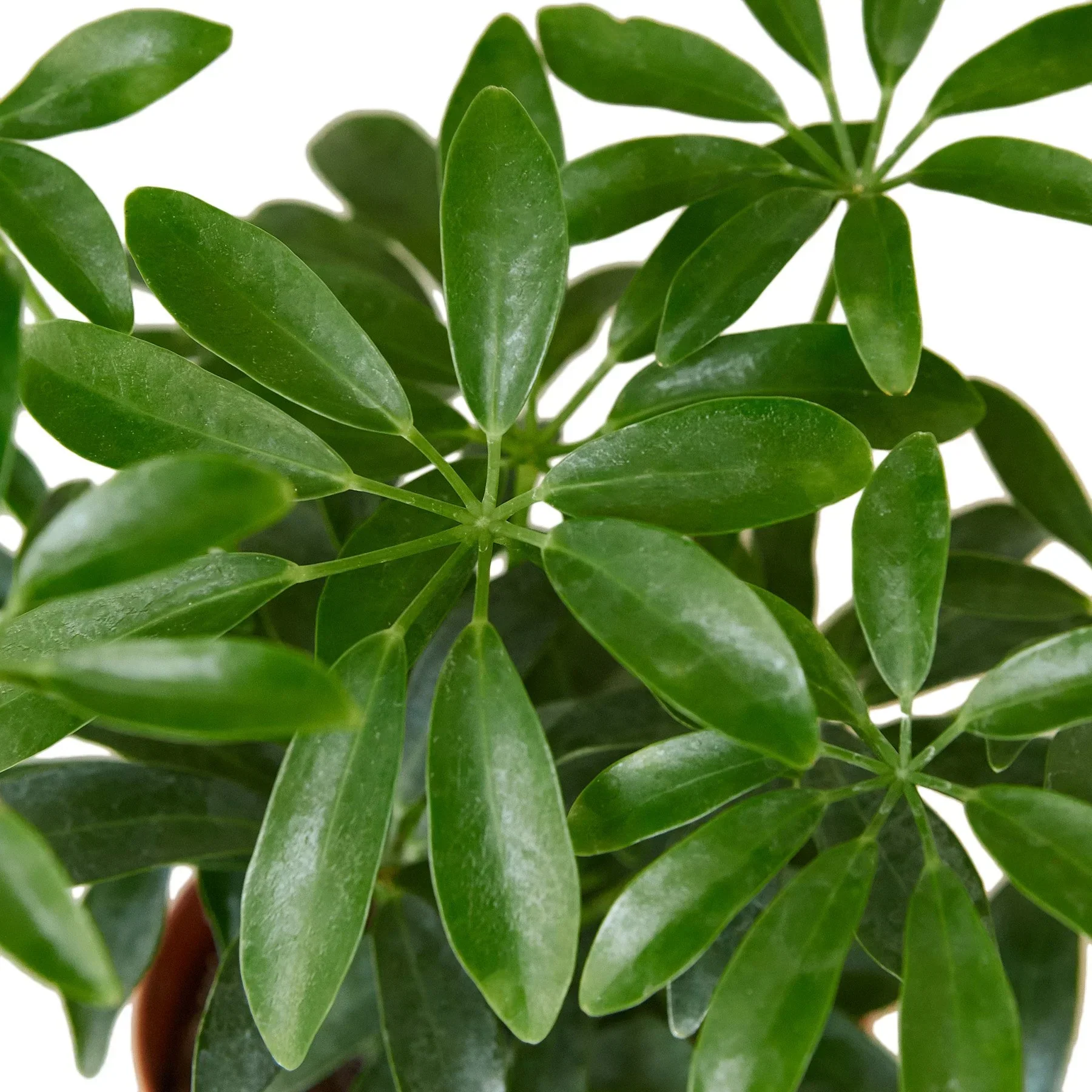 Schefflera Arboricola 'Umbrella' - Image 2