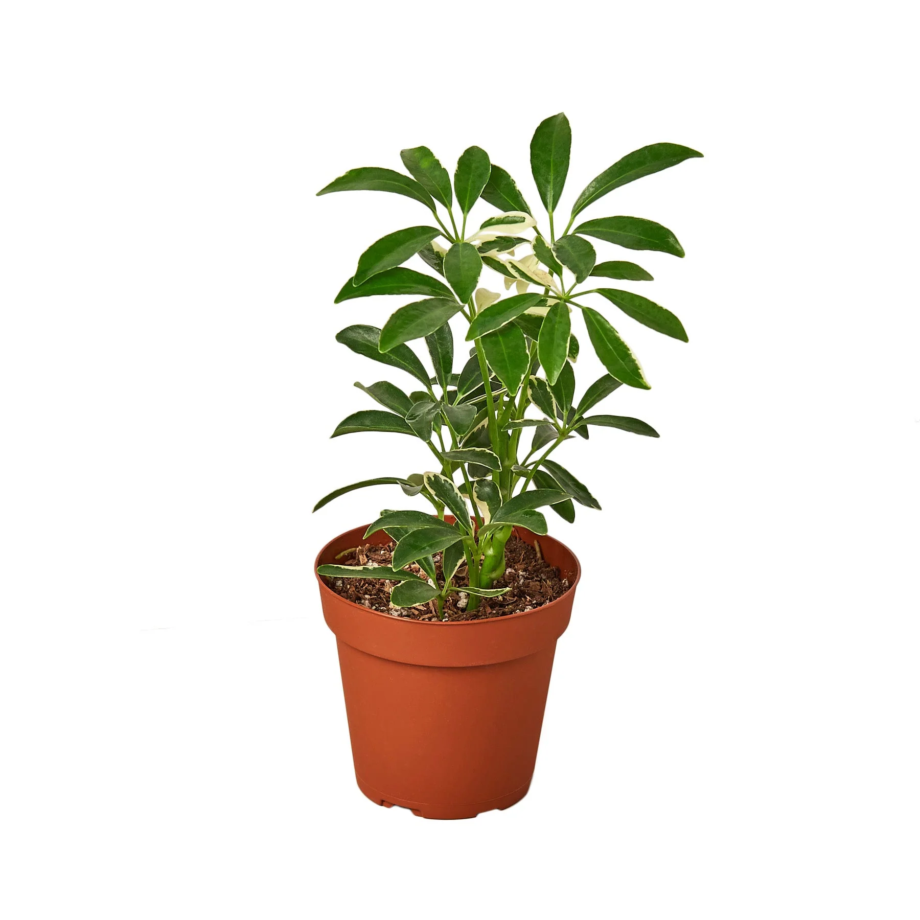 Houseplants