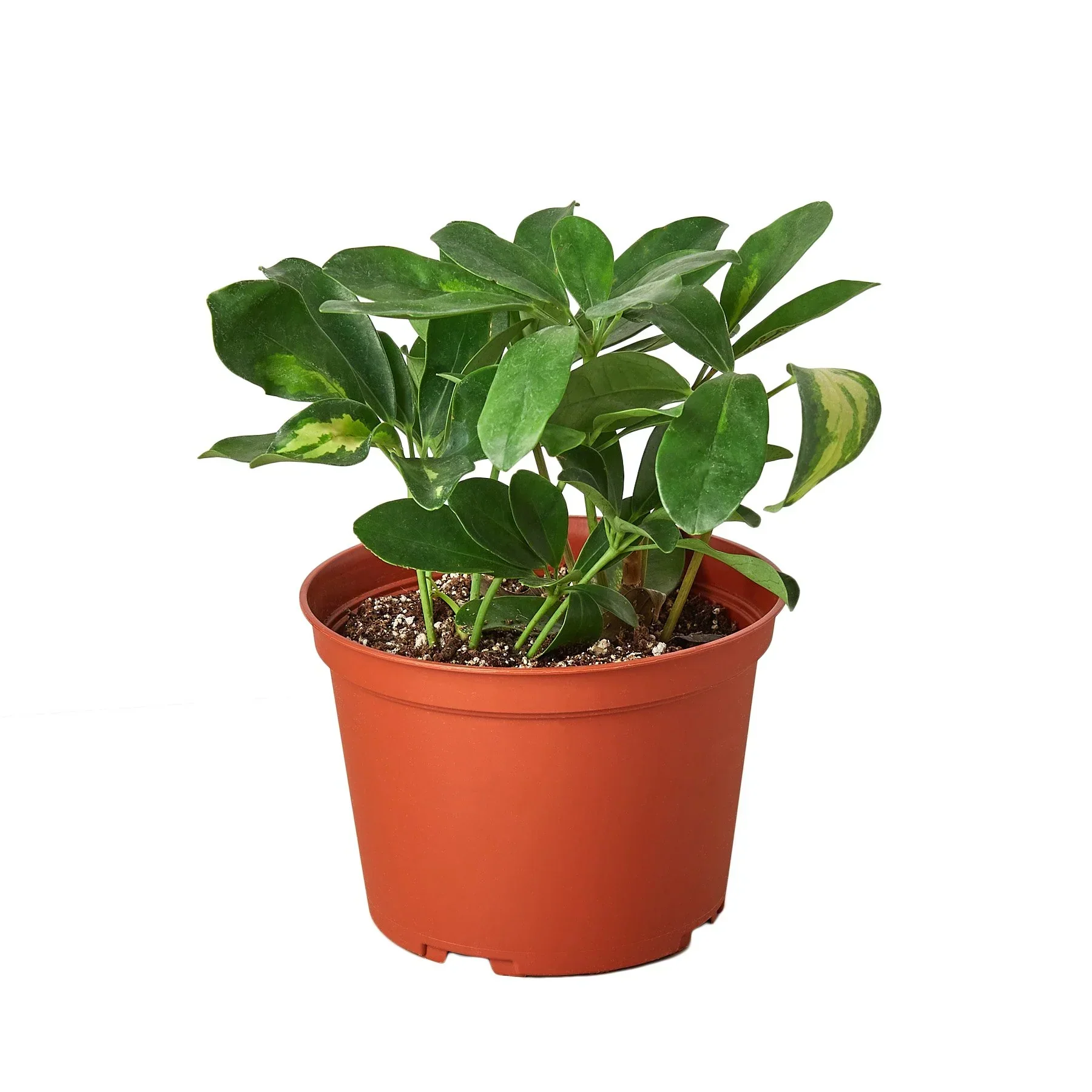 Schefflera Variegated - Image 4