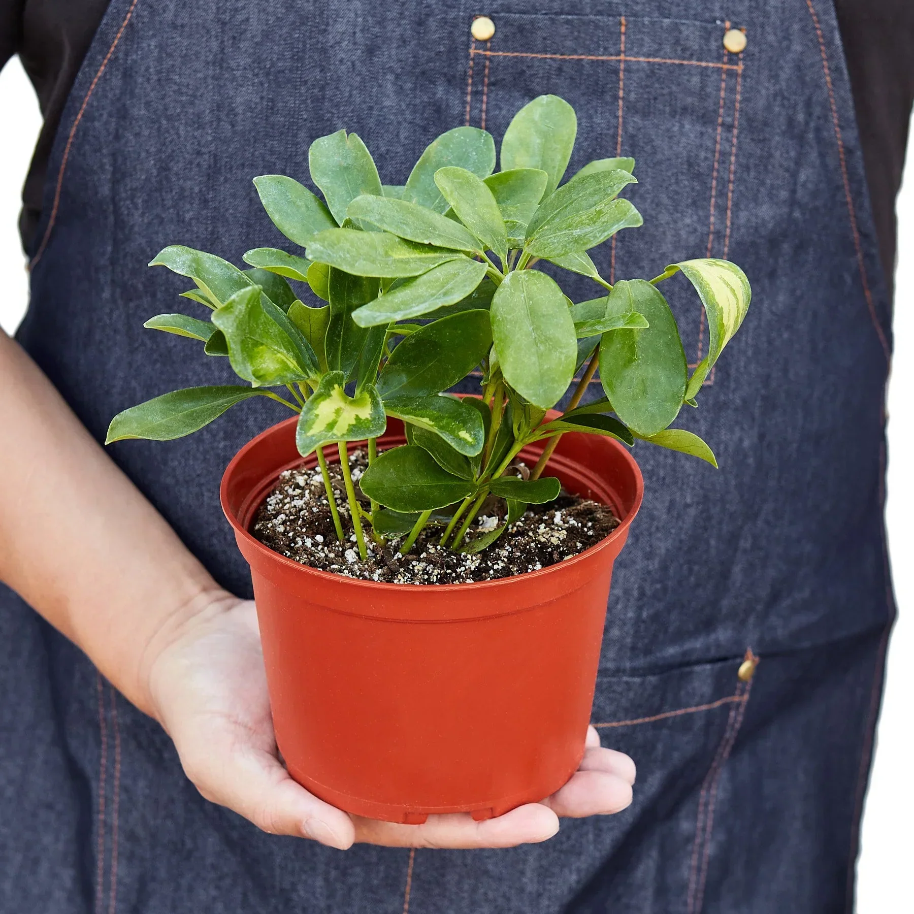 Schefflera Variegated - Image 5