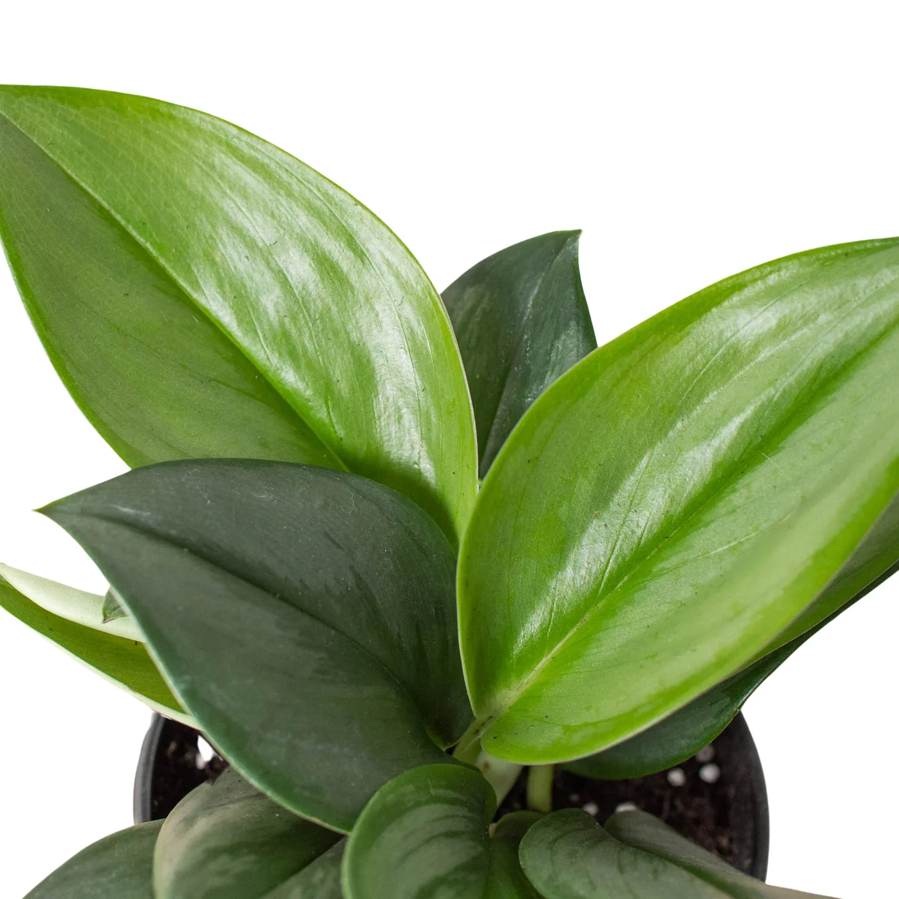 Scindapsus 'Moonlight' - 4" Pot - Image 2