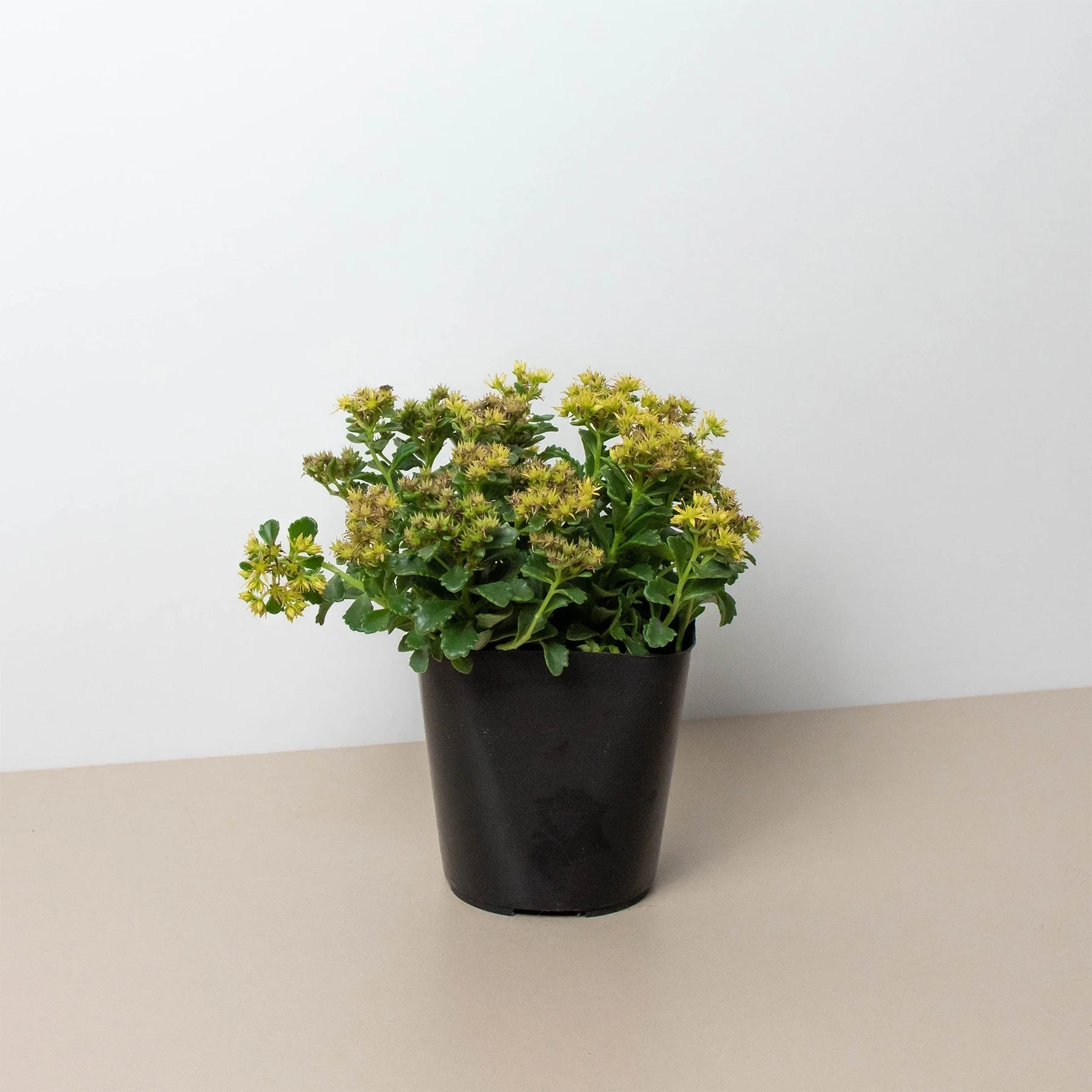 Sedum Little Miss Sunshine - Image 2