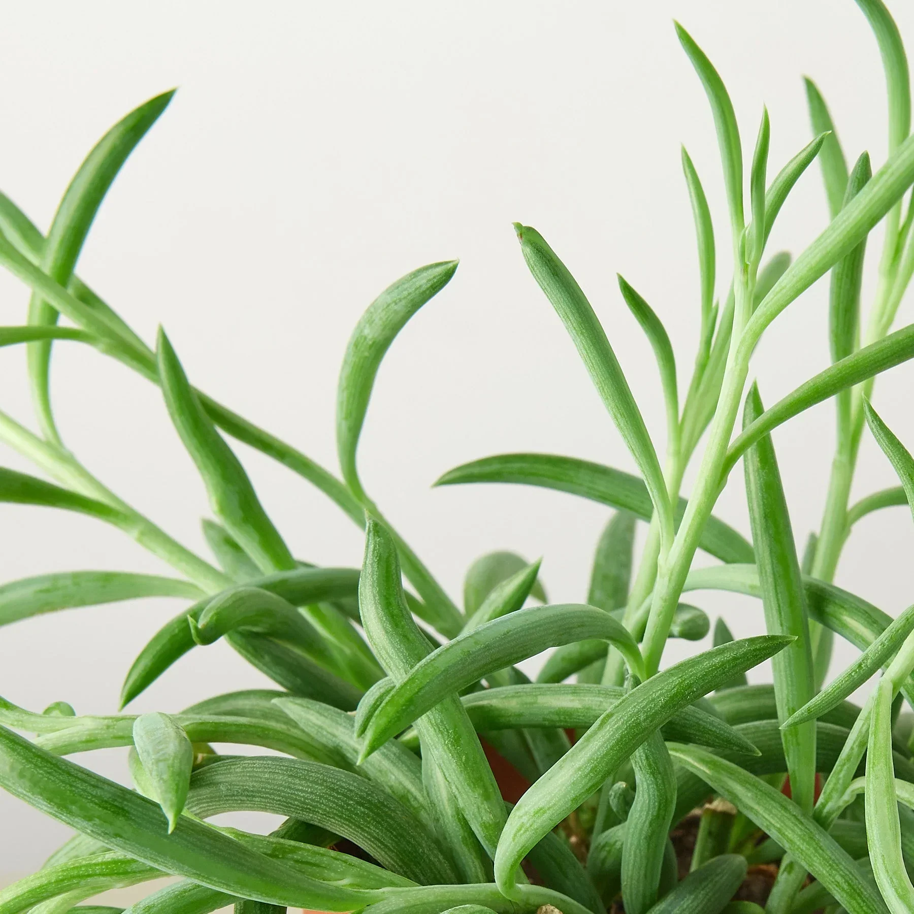 Senecio Succulent 'Fish Hooks' - Image 2