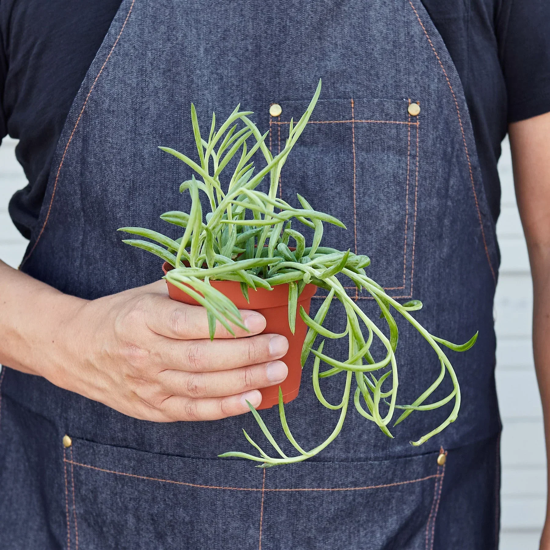 Senecio Succulent 'Fish Hooks' - Image 3
