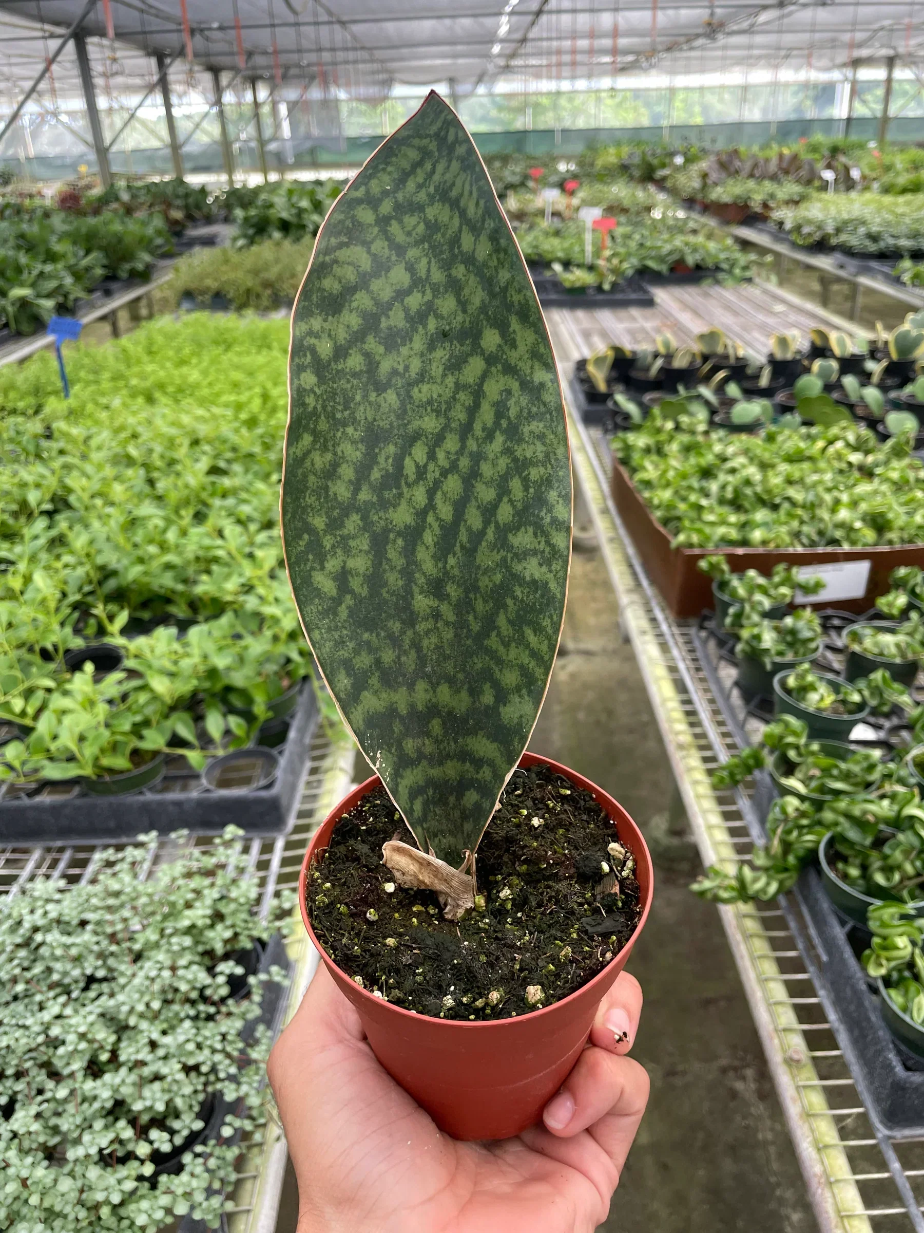 Shark Fin Snake Plant - Image 5